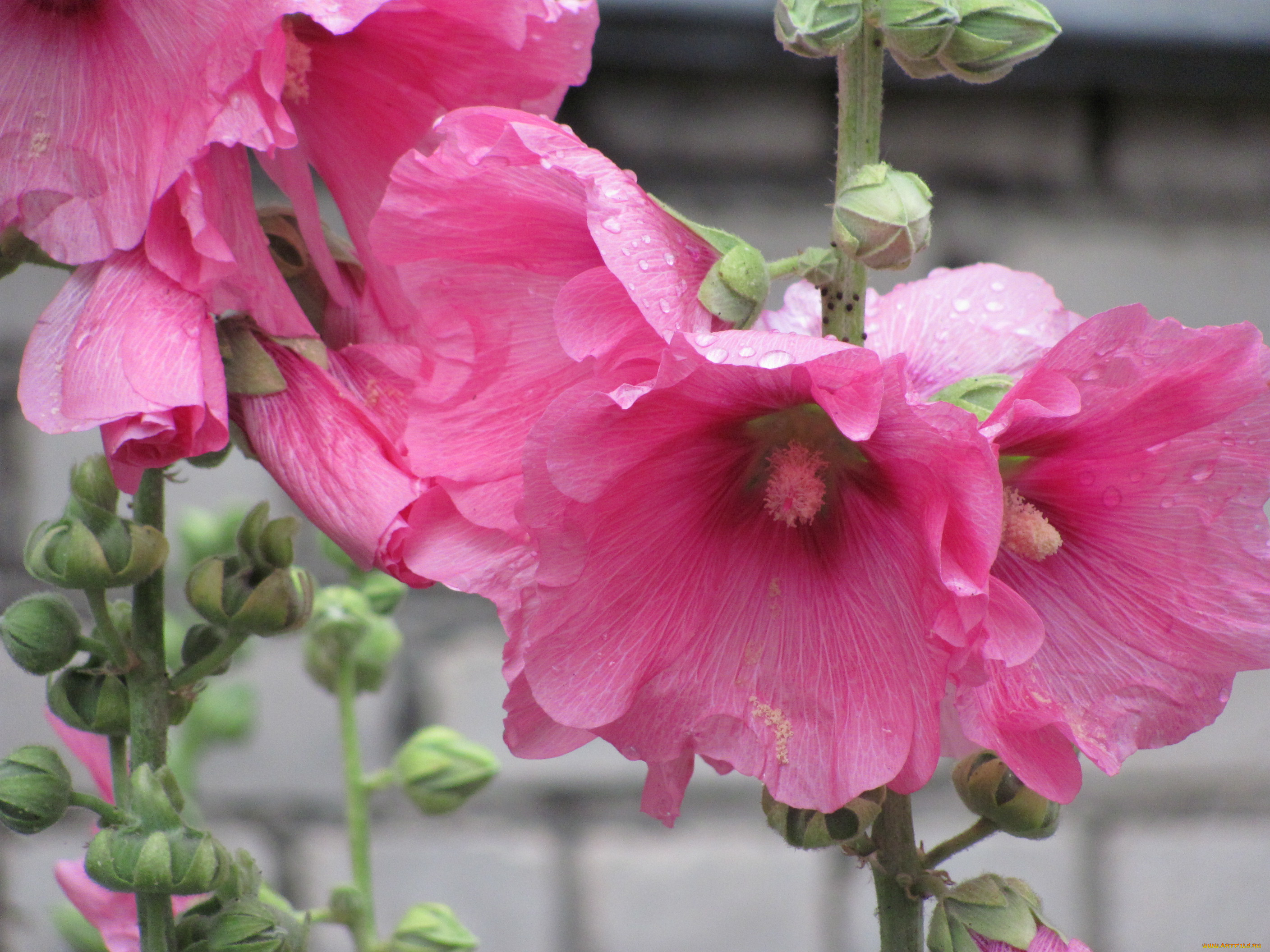 цветы, мальвы, розовые