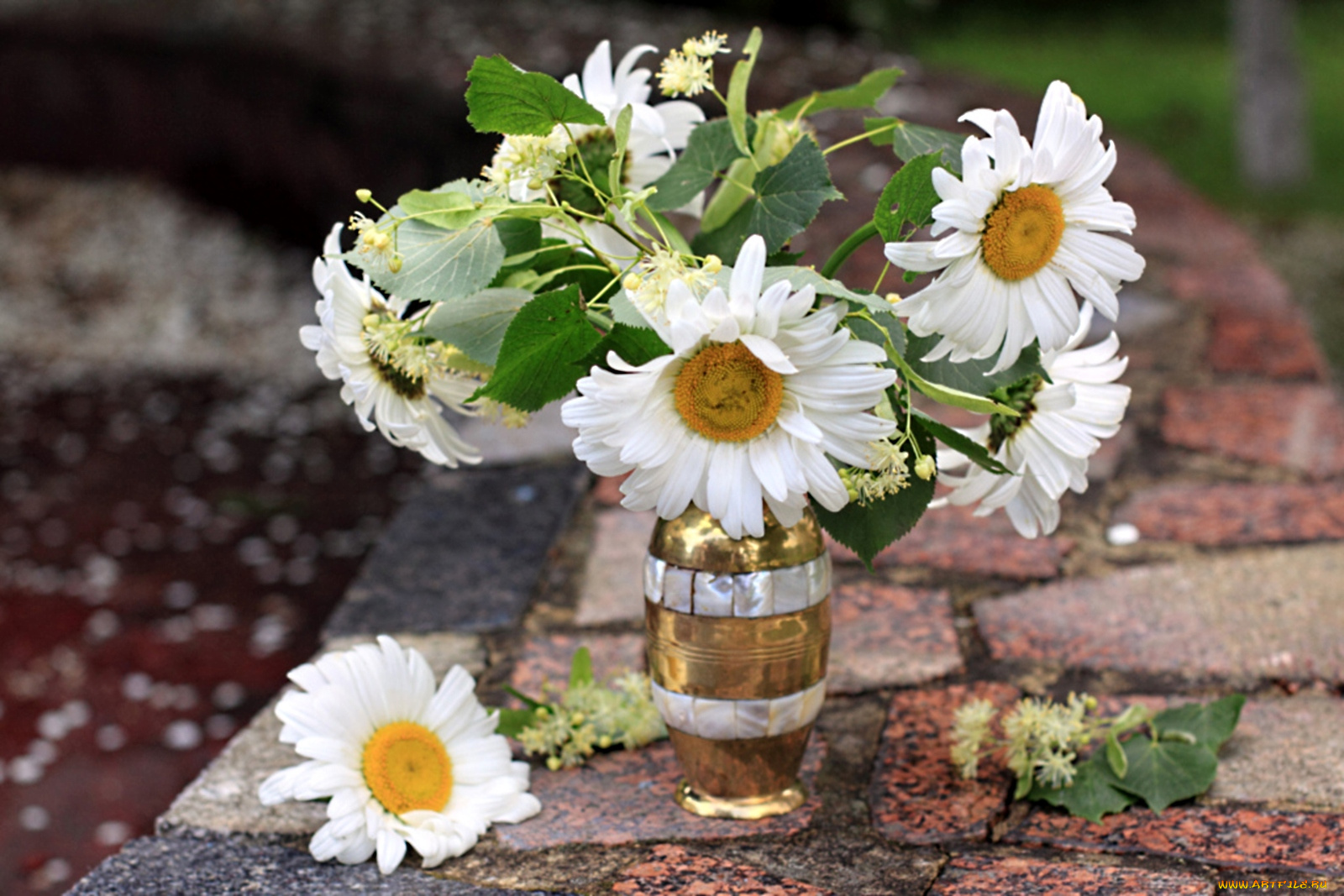 цветы, ромашки, липа, букет