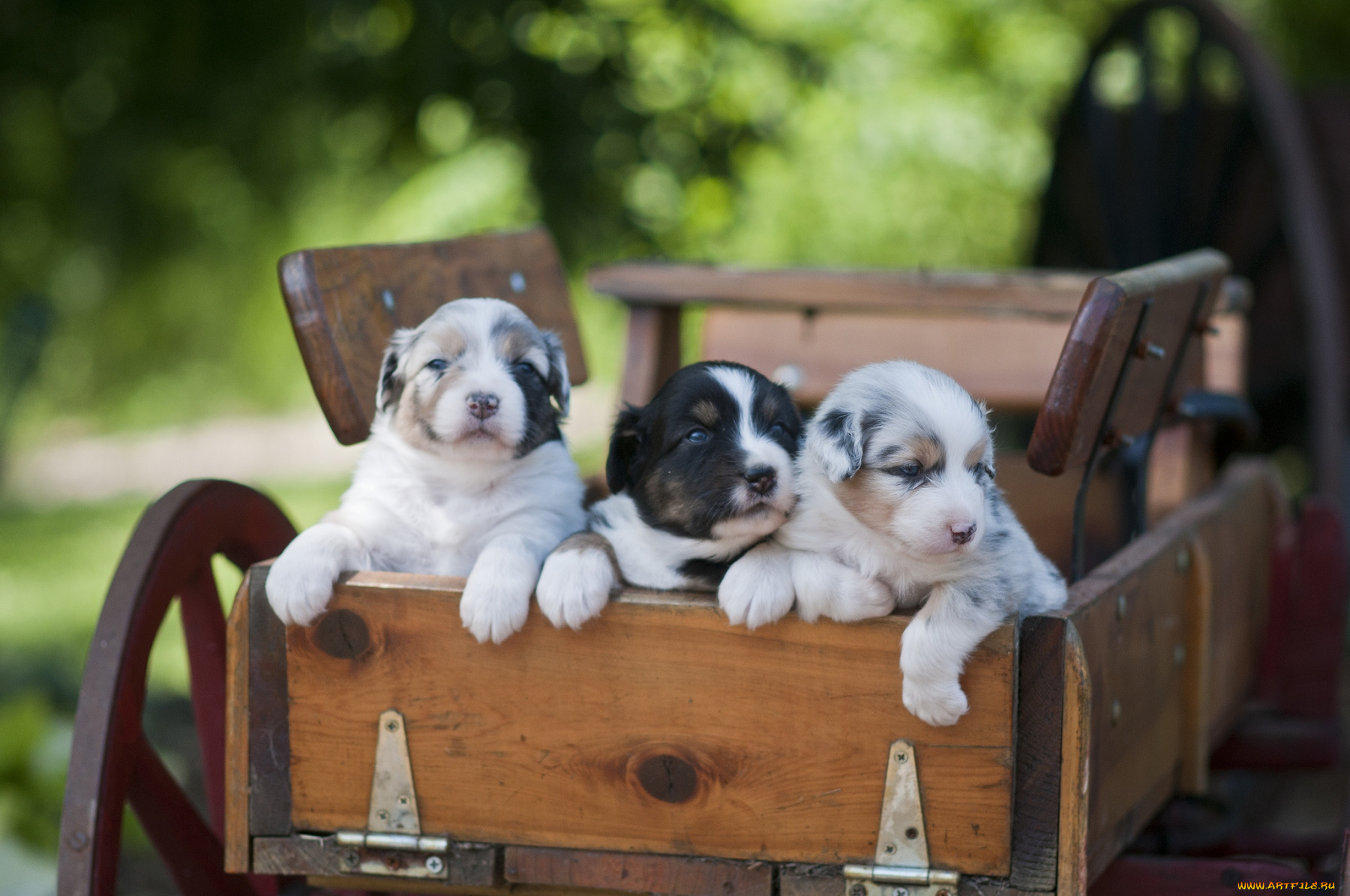 животные, собаки, повозка, щенки