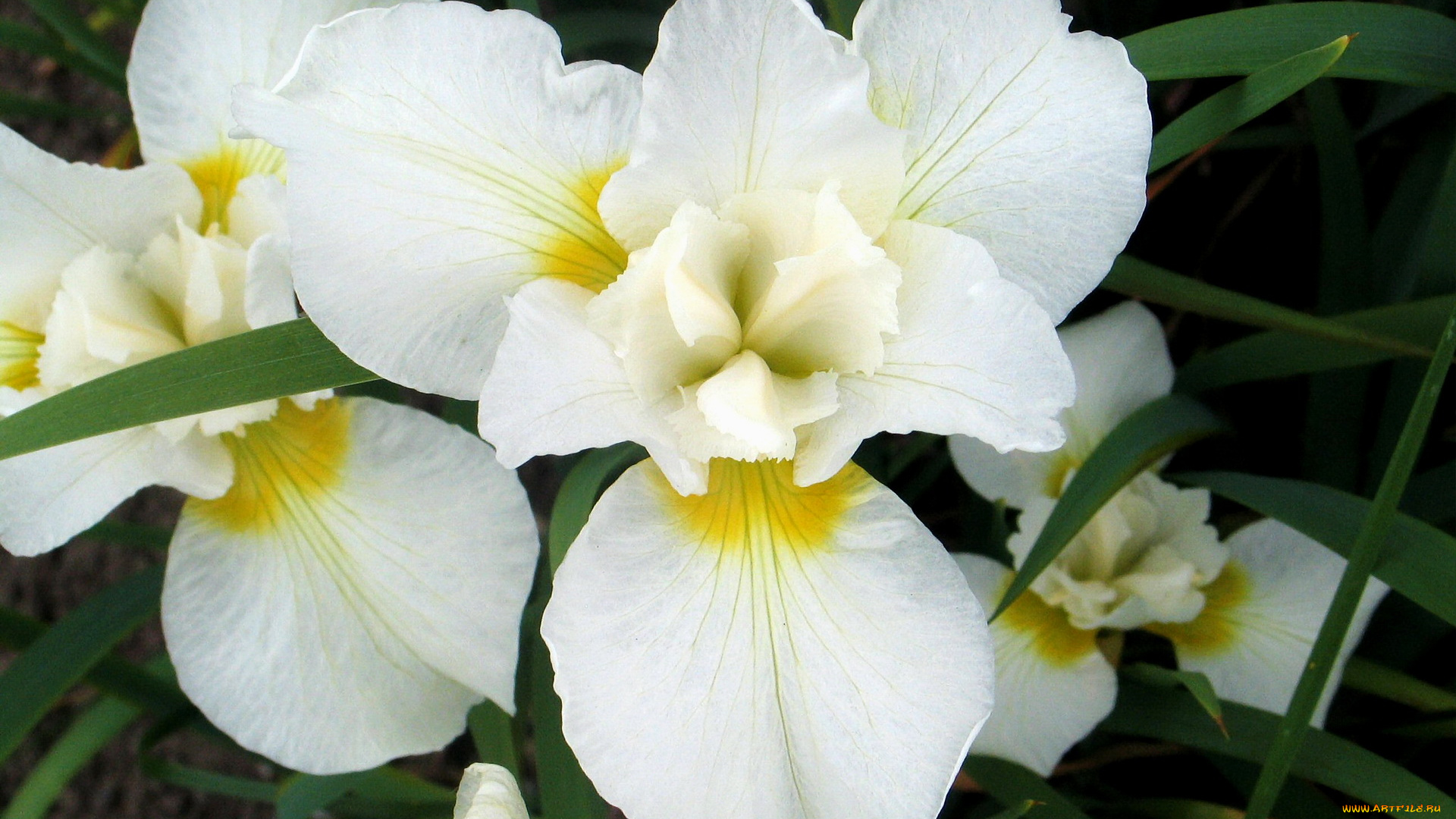 цветы, ирисы, белые