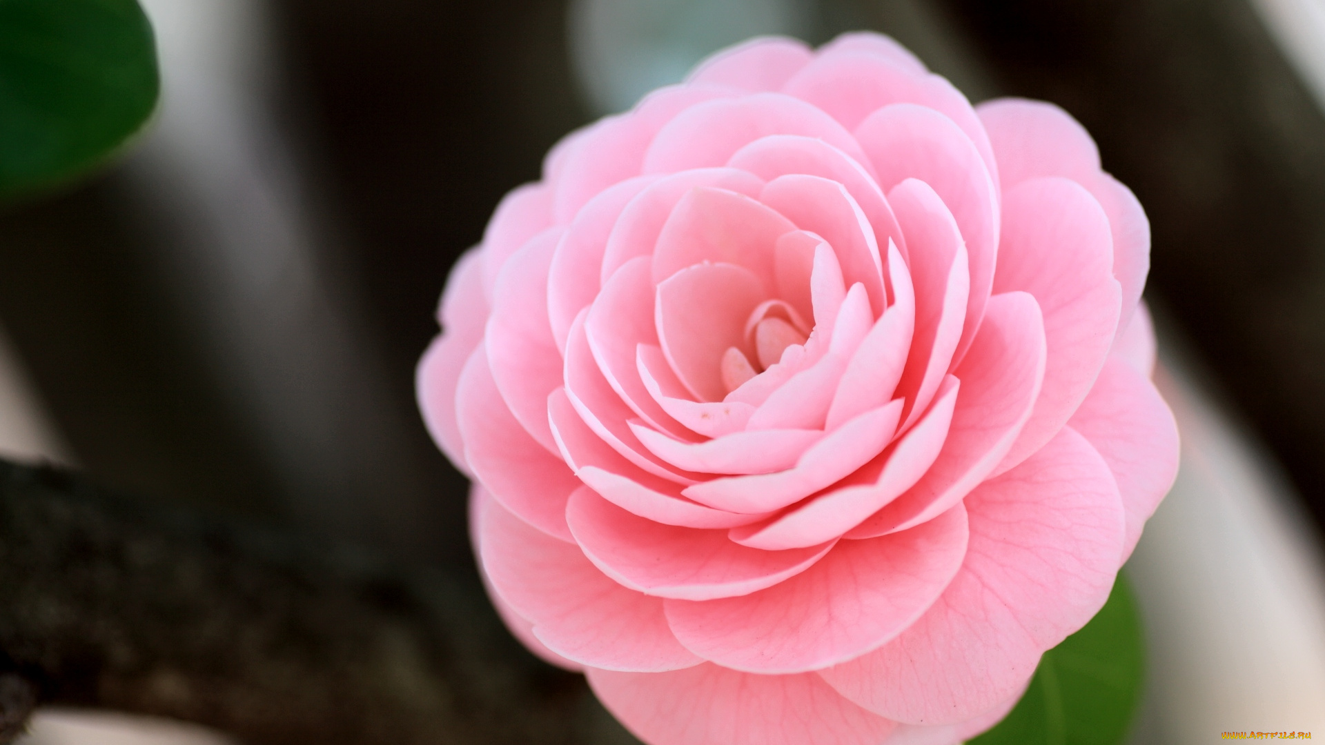 цветы, камелии, розовый, лепестки