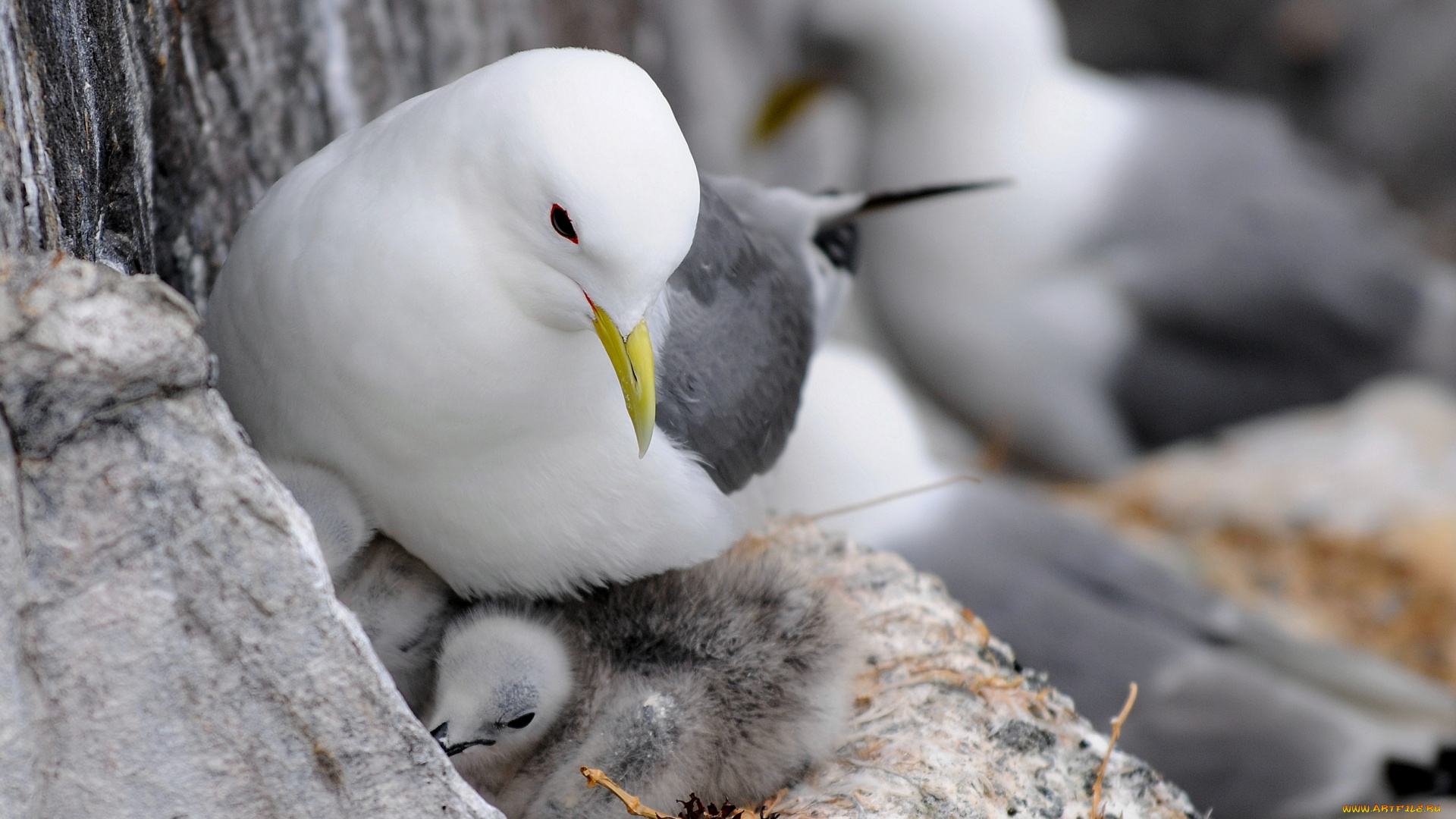 животные, Чайки, бакланы, крачки, птенцы, чайка