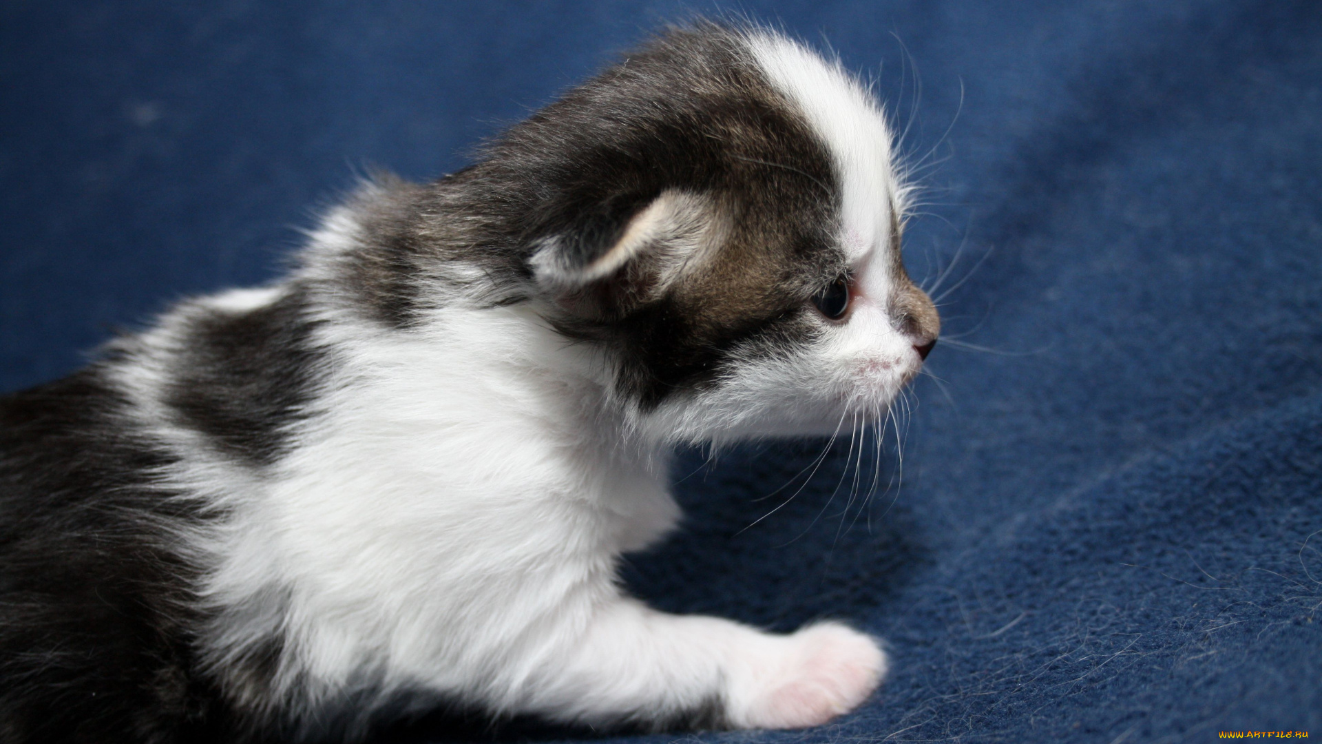 животные, коты, котенок