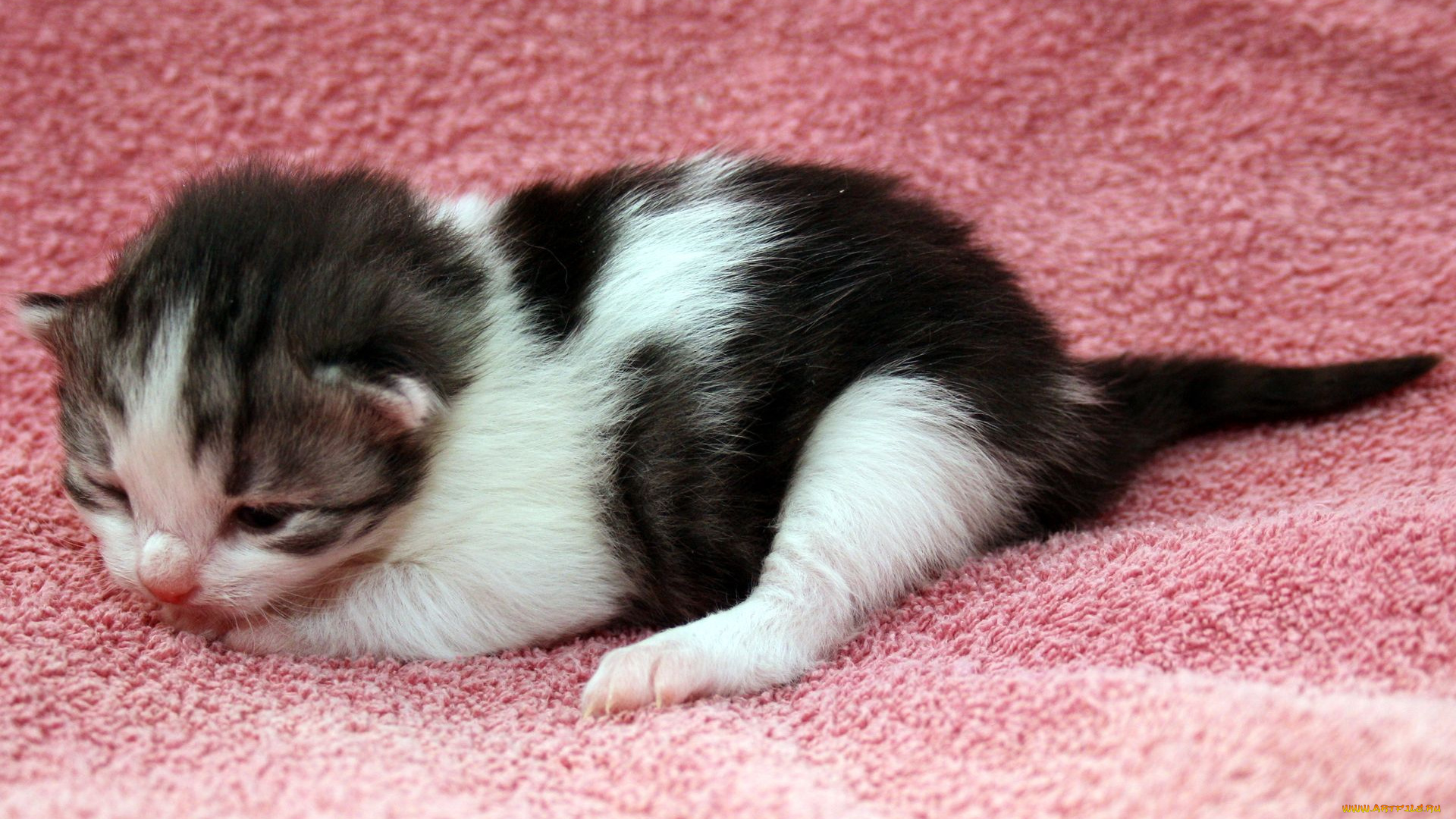 животные, коты, котенок