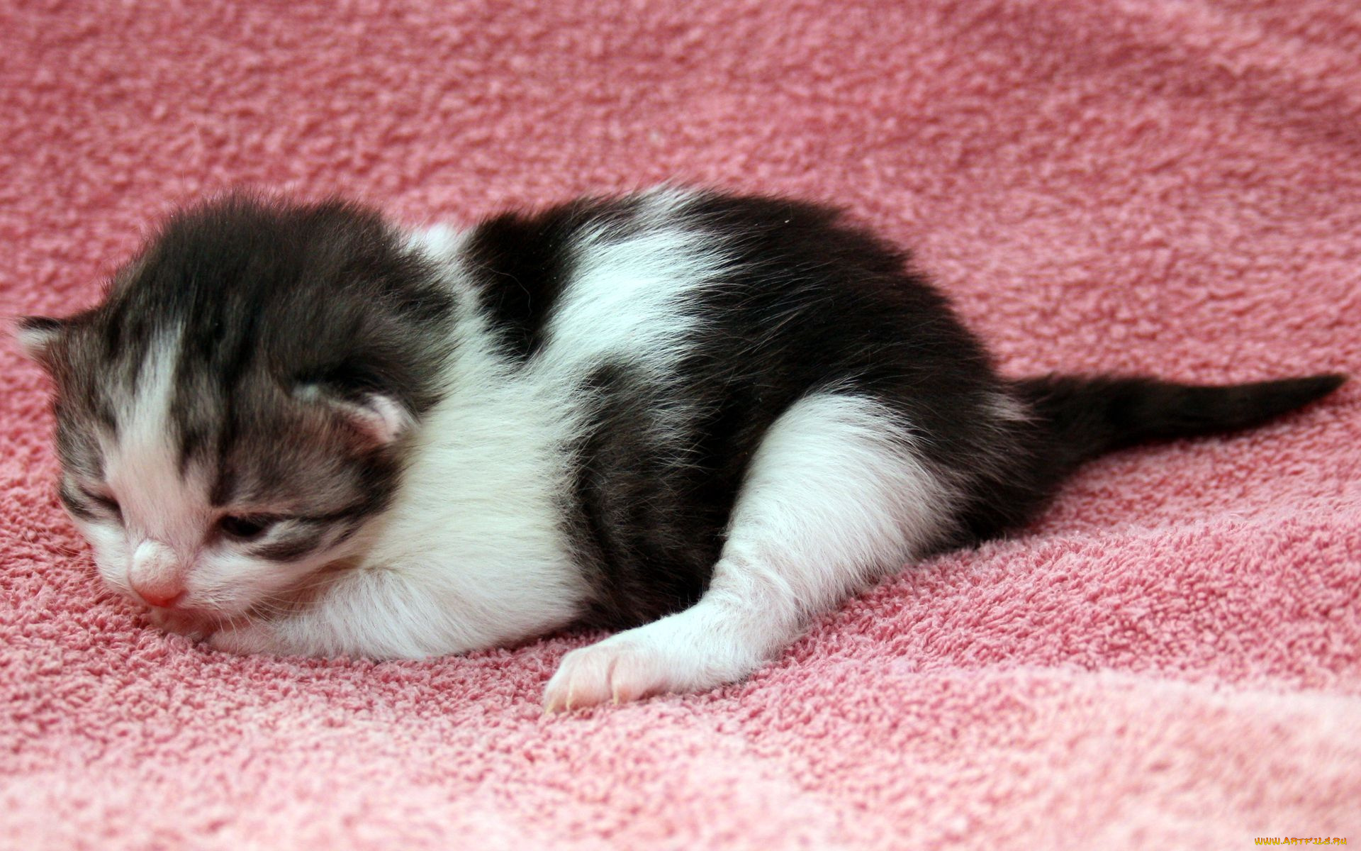 животные, коты, котенок