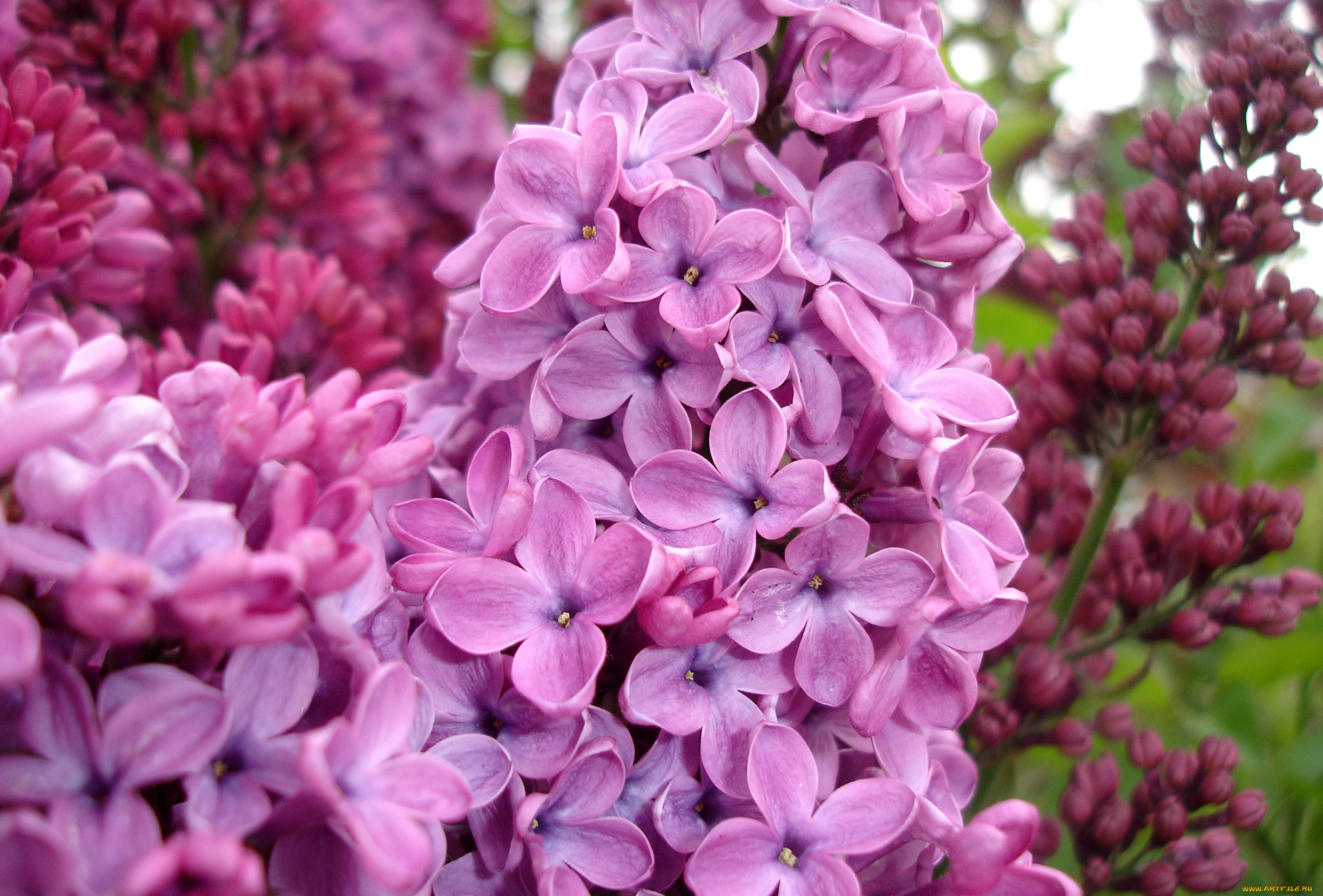 цветы, сирень, макро