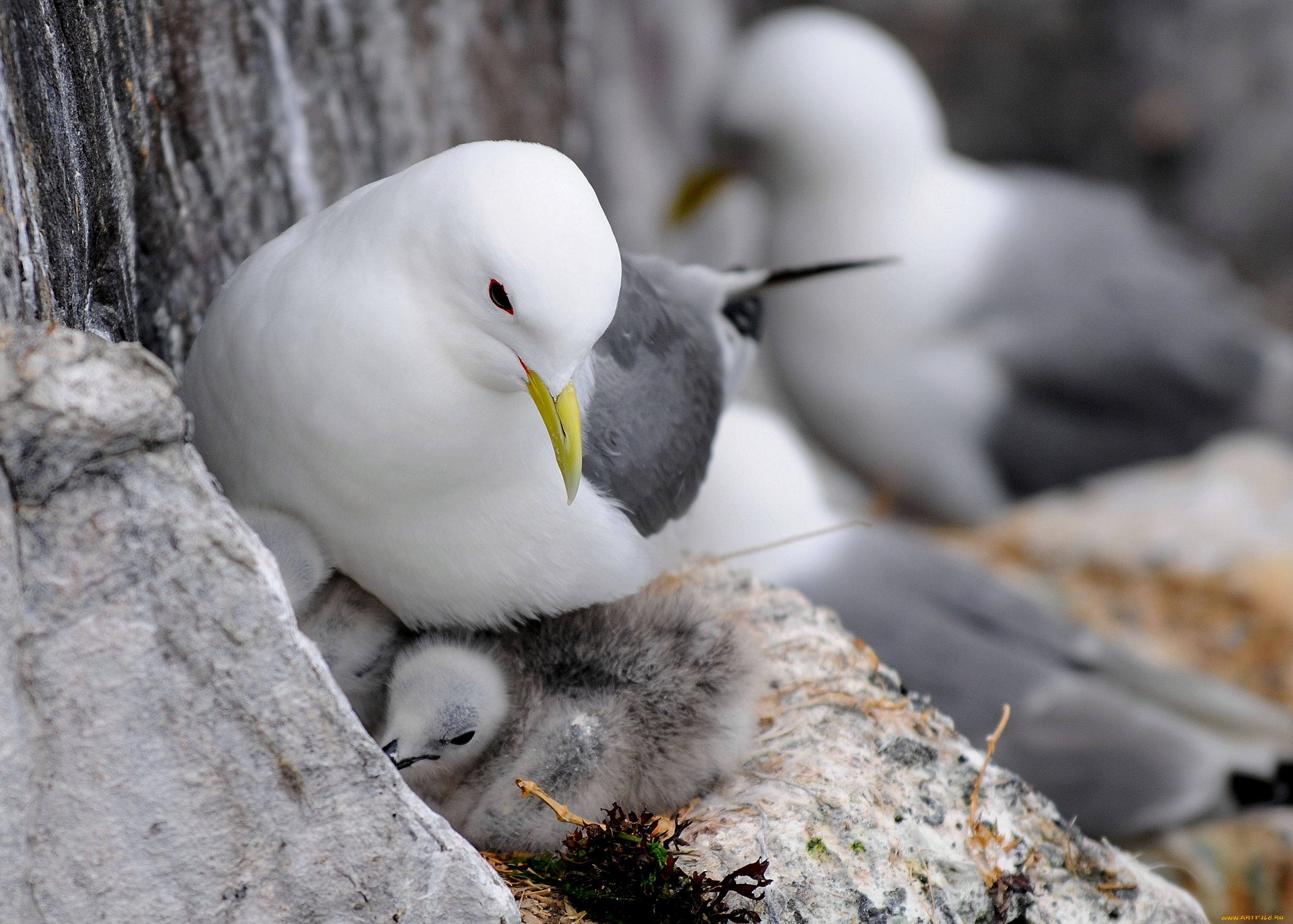 животные, Чайки, бакланы, крачки, птенцы, чайка