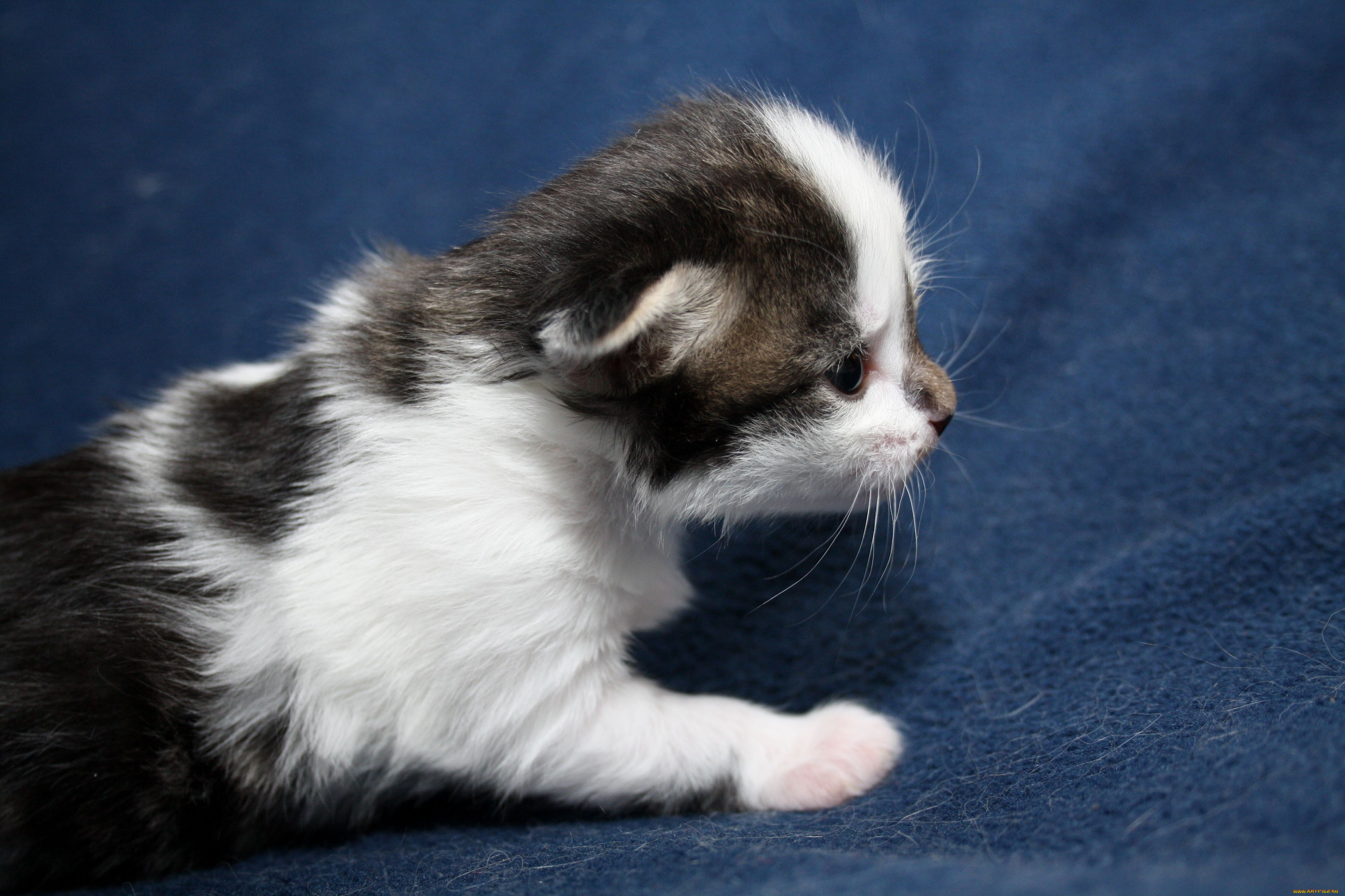 животные, коты, котенок