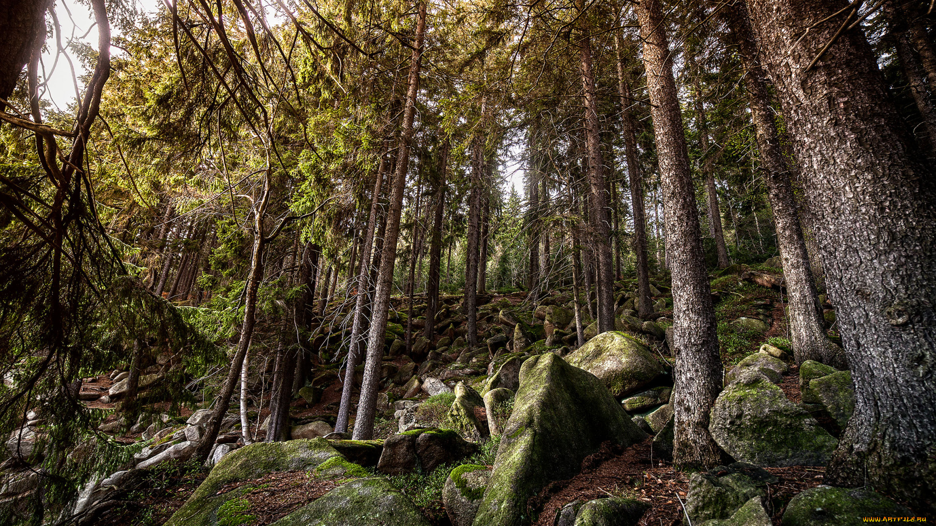 природа, лес, склон, ели, камни, трава