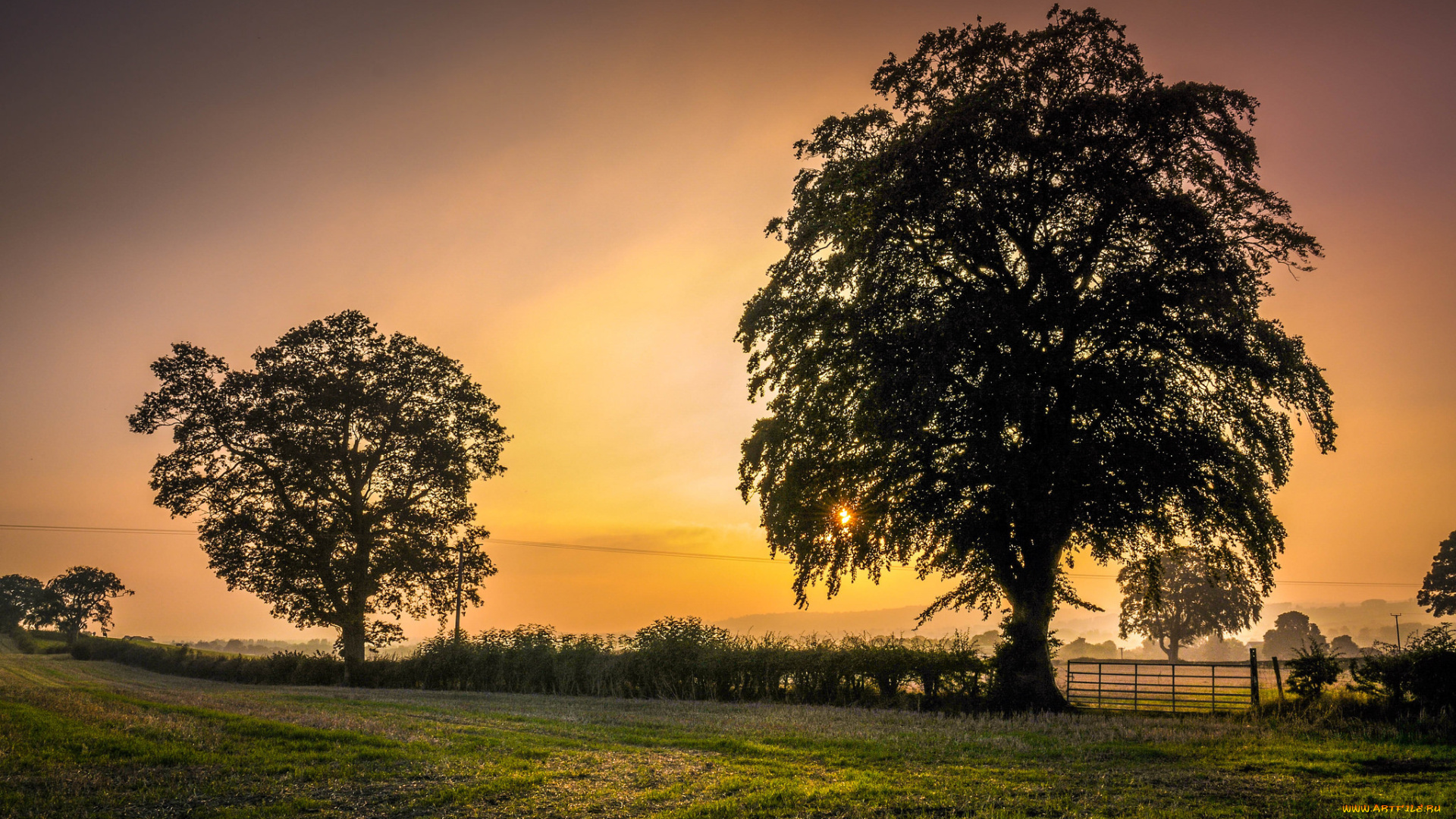 природа, деревья, изгородь, поле