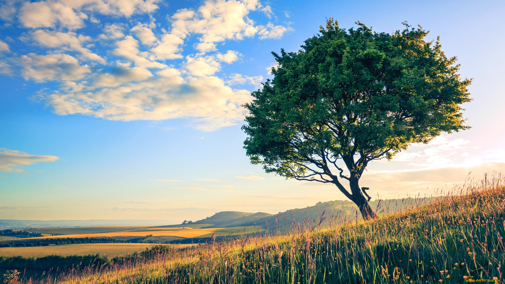 природа, деревья, облака, трава, небо, дерево, поле