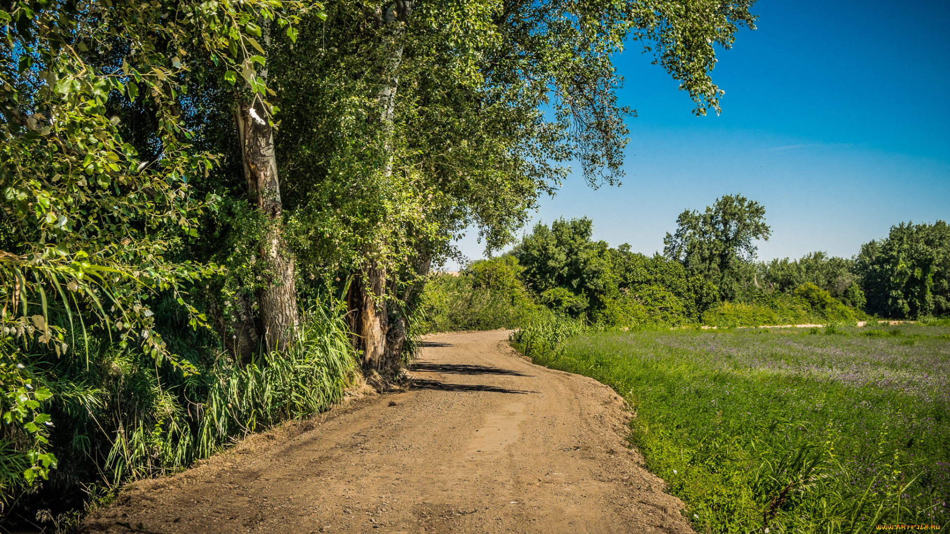 природа, дороги, поле, тракт, лес