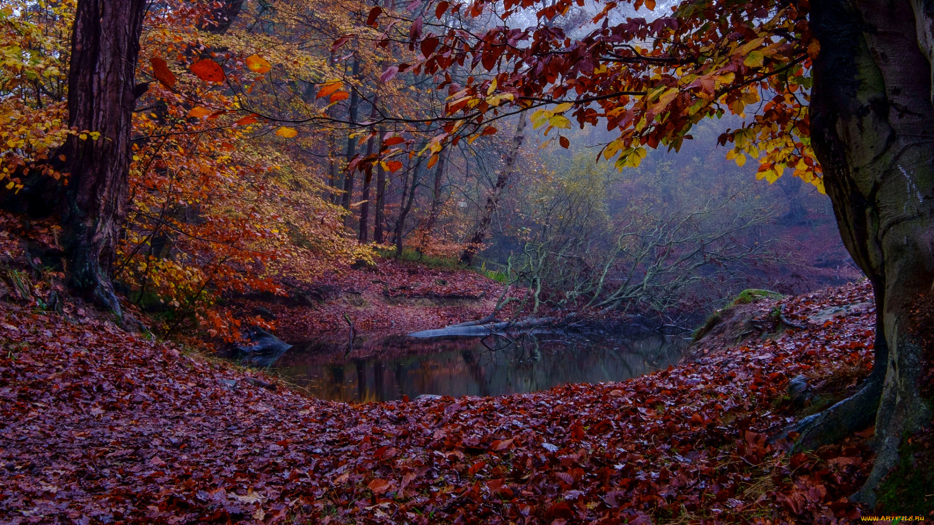 природа, реки, озера, ручей, лес, осень