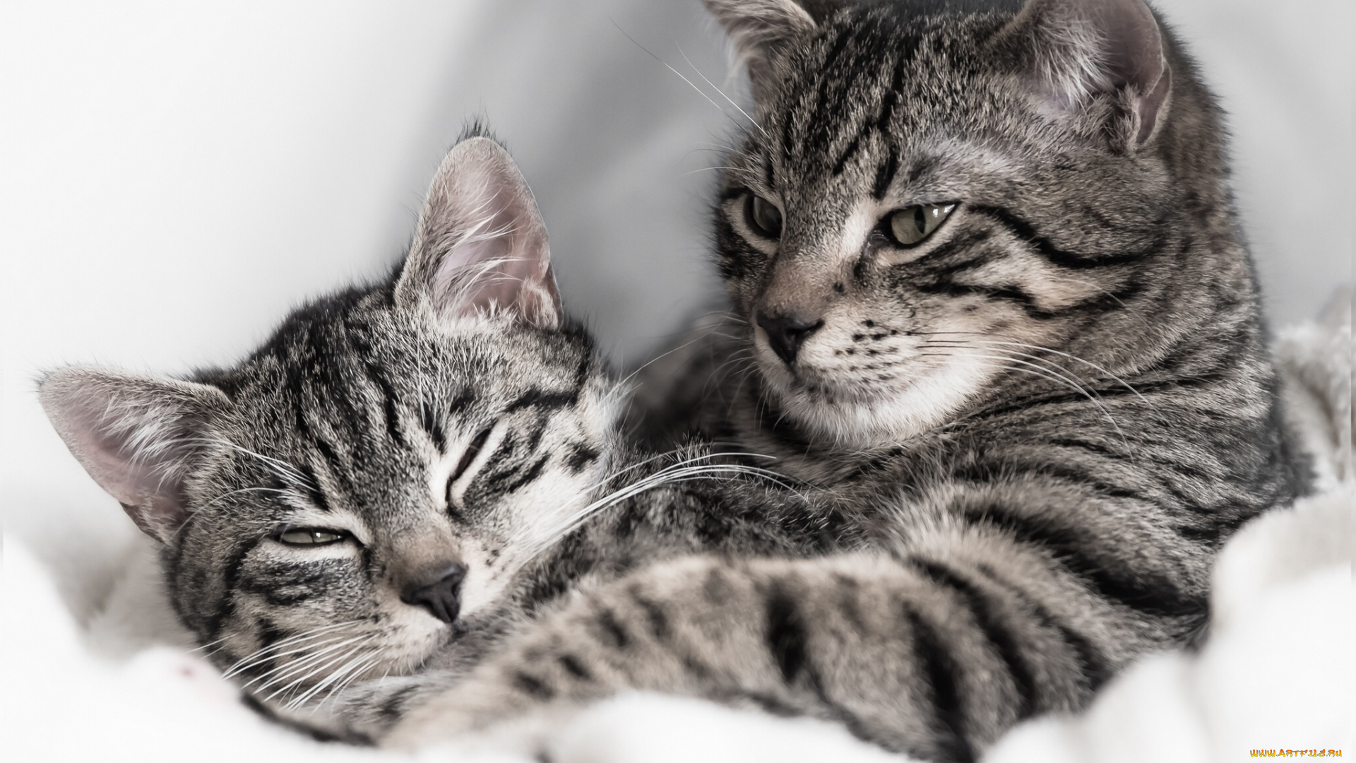 животные, коты, парочка, кошка, кот, полосатые