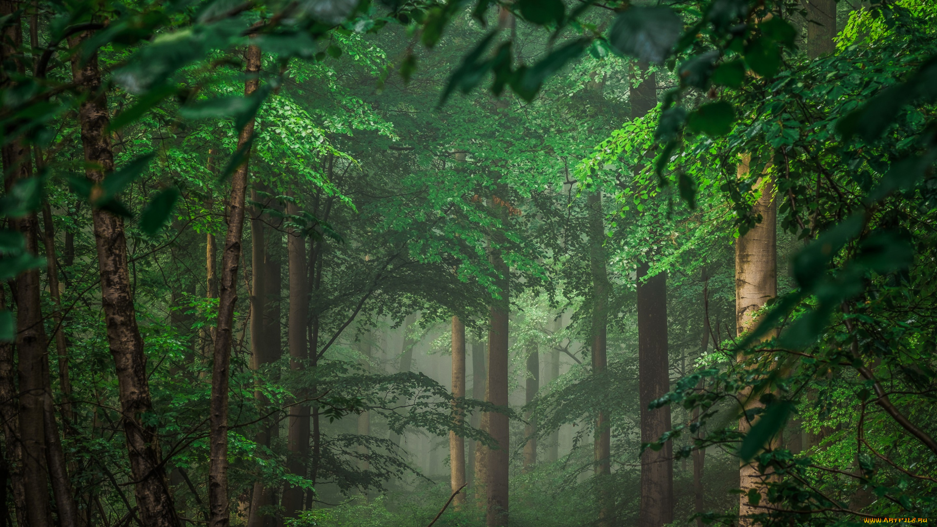 природа, лес
