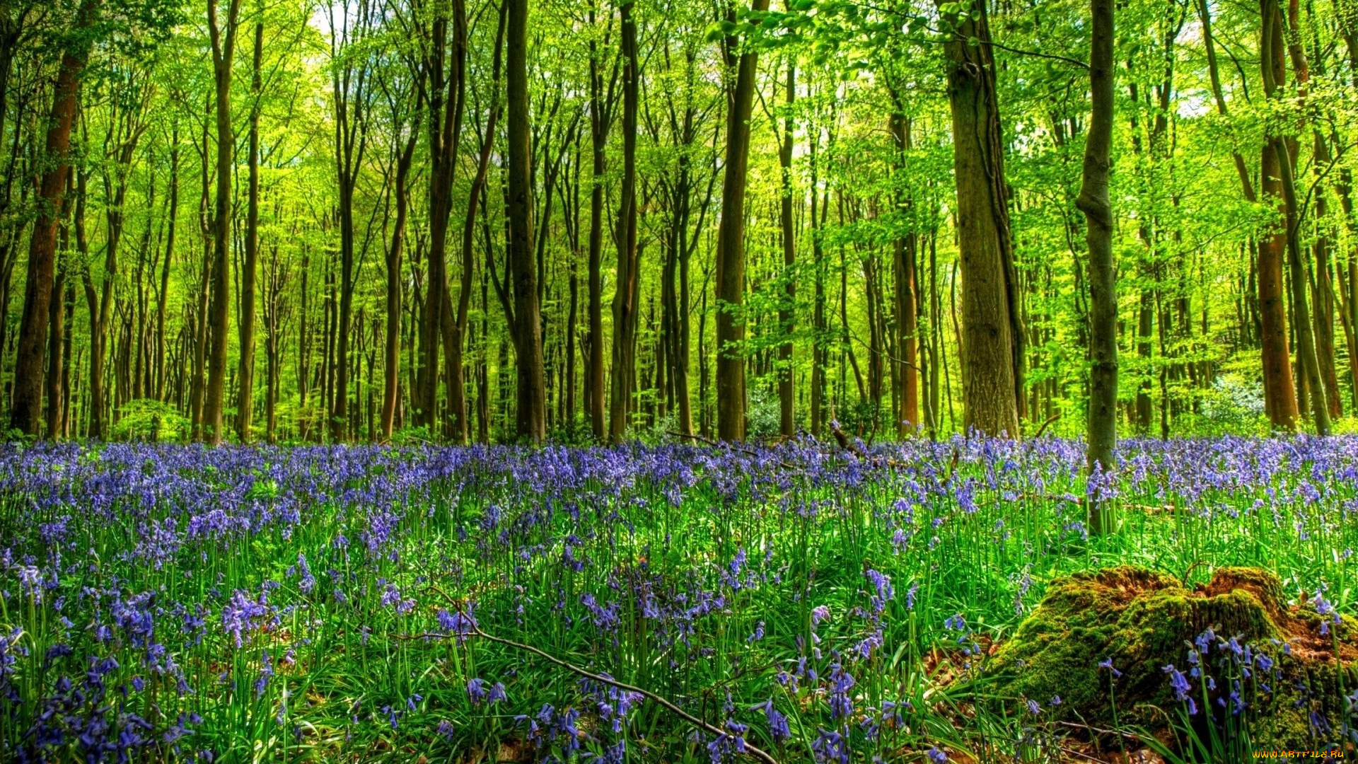 природа, лес, поляна, пень, деревья, трава, цветы