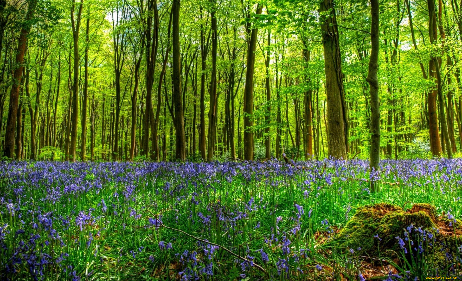 природа, лес, поляна, пень, деревья, трава, цветы