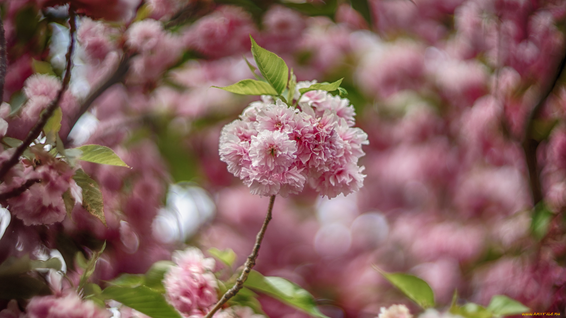 цветы, цветущие, деревья, , , кустарники, цветущая, веточка, цветки, листья, ветка