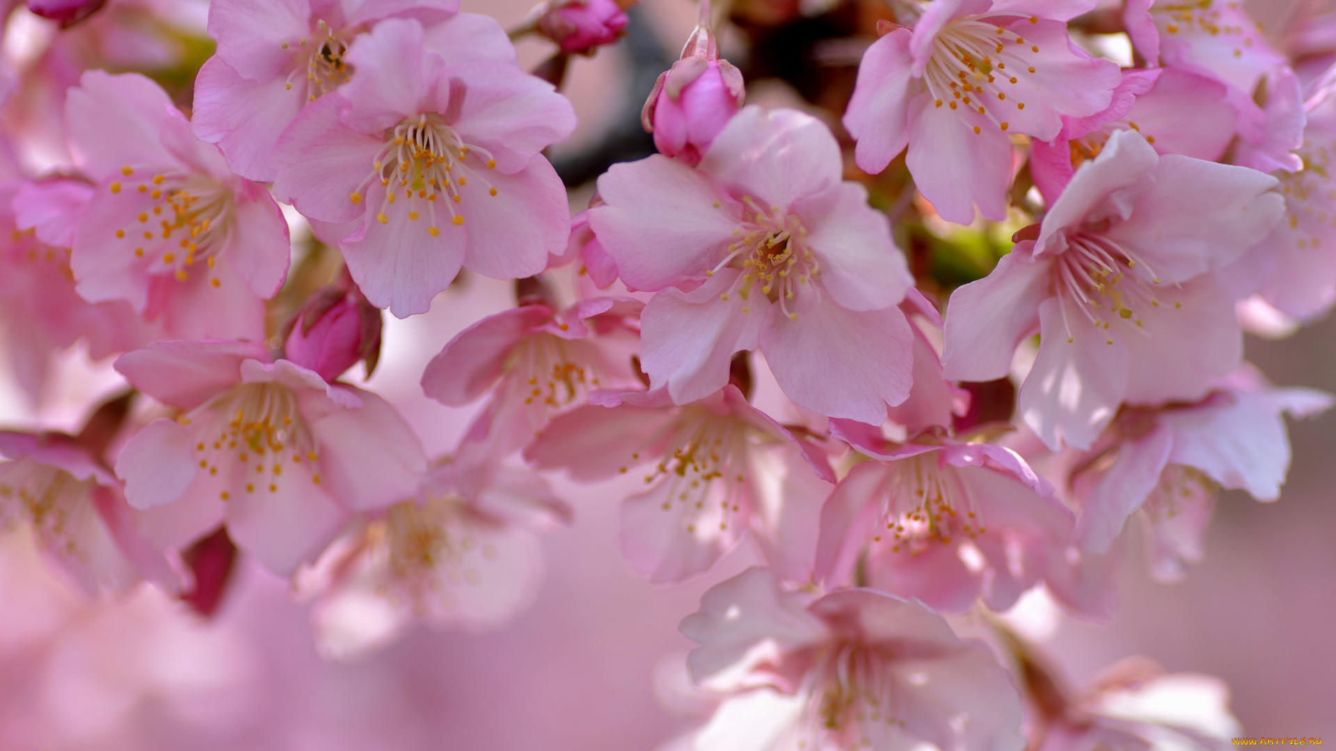 цветы, цветущие, деревья, , , кустарники, листья, ветка, цветущая, веточка, цветки