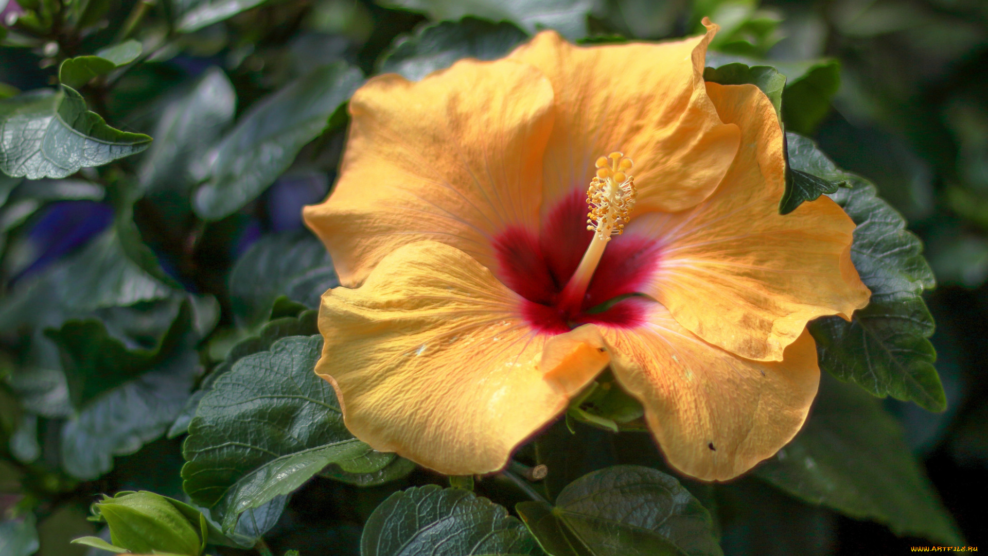 цветы, гибискусы, гибискус, тычинки, цветение, ярко, лепестки, листики