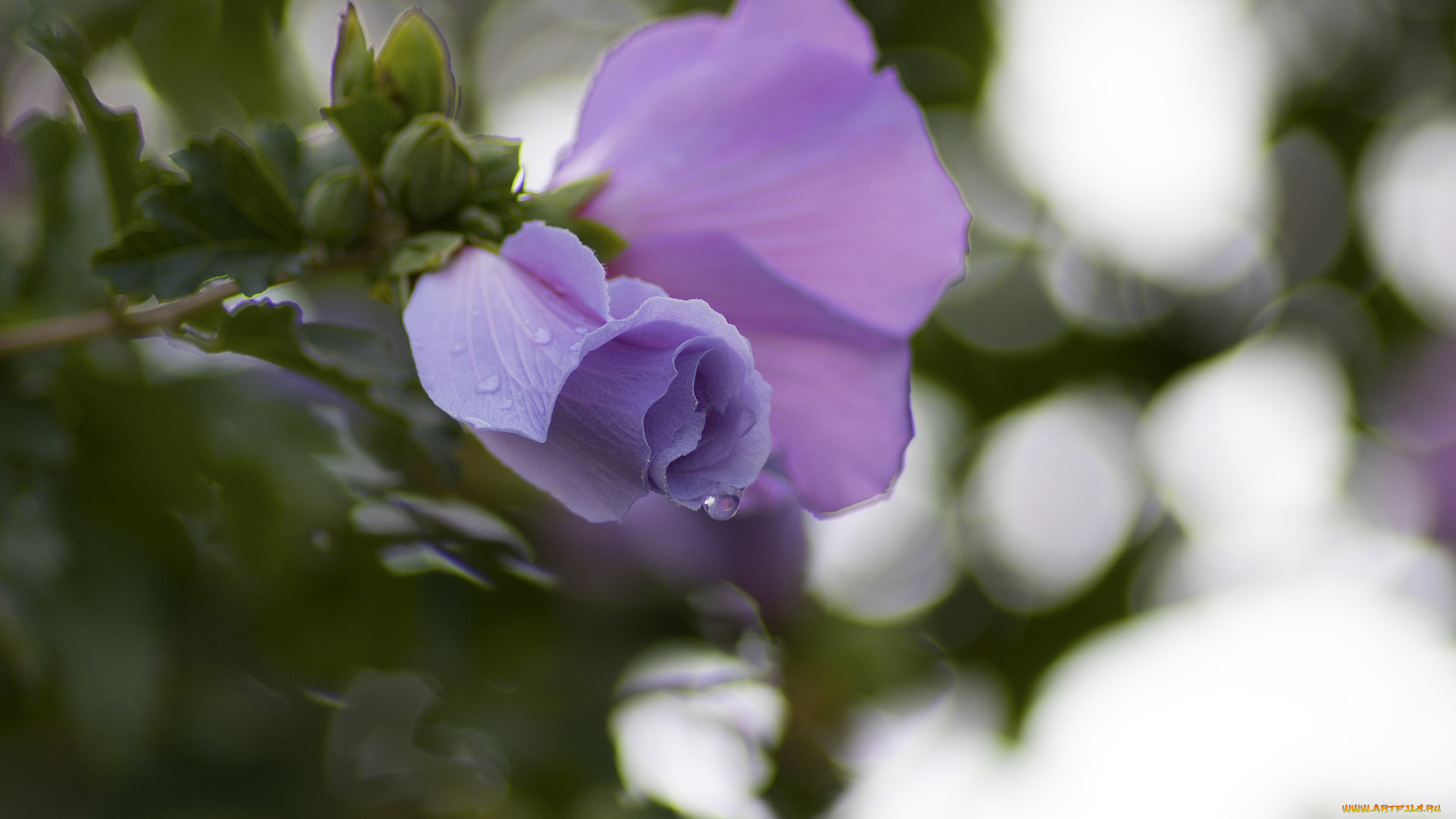 цветы, гибискусы, тычинки, цветение, ярко, гибискус, лепестки, листики