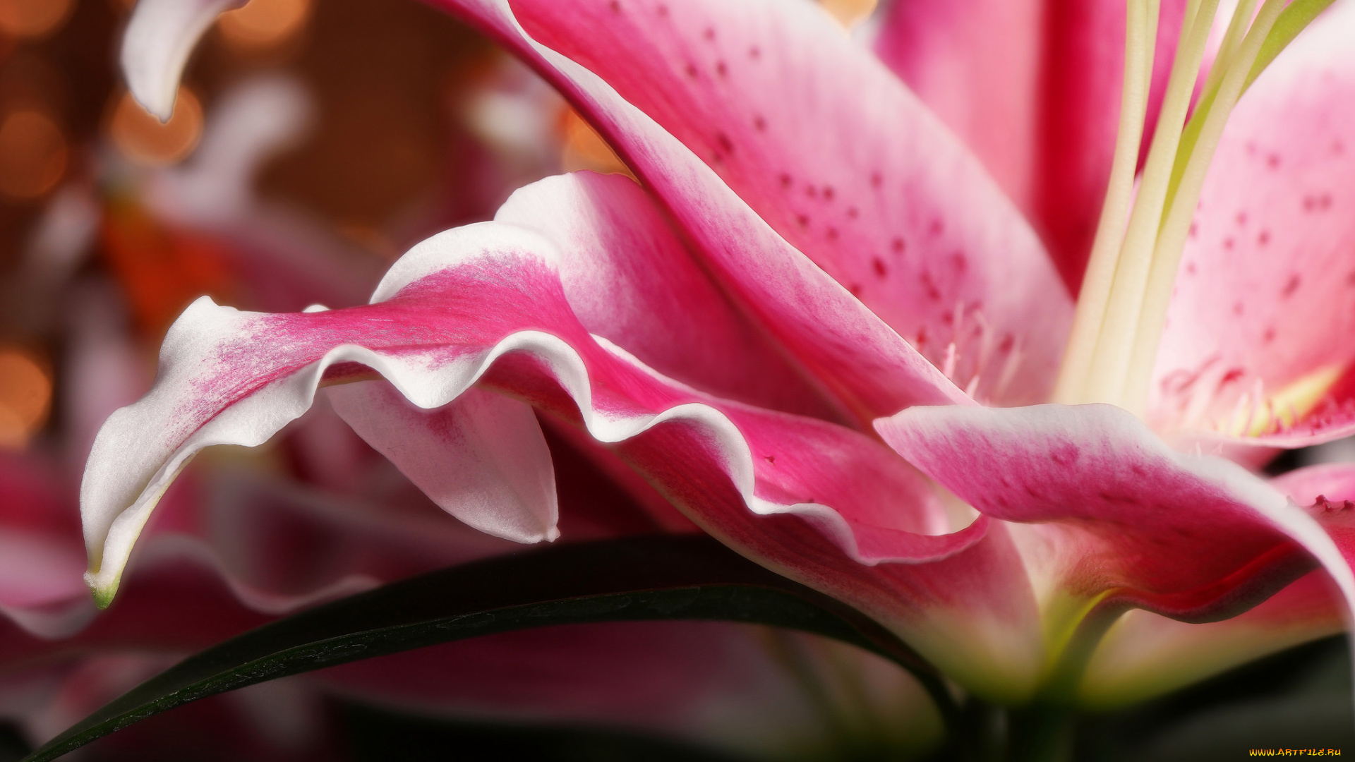 цветы, лилии, , лилейники, bloom, lily, petals, лепестки, цветение