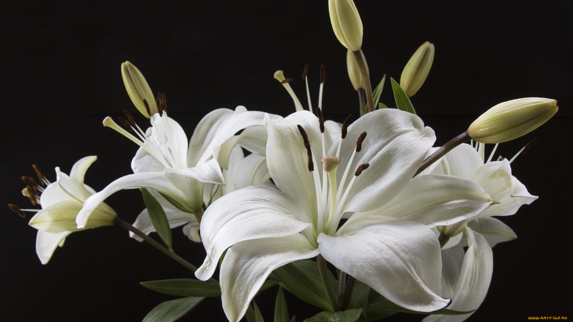 цветы, лилии, , лилейники, цветение, petals, bloom, lily, лепестки