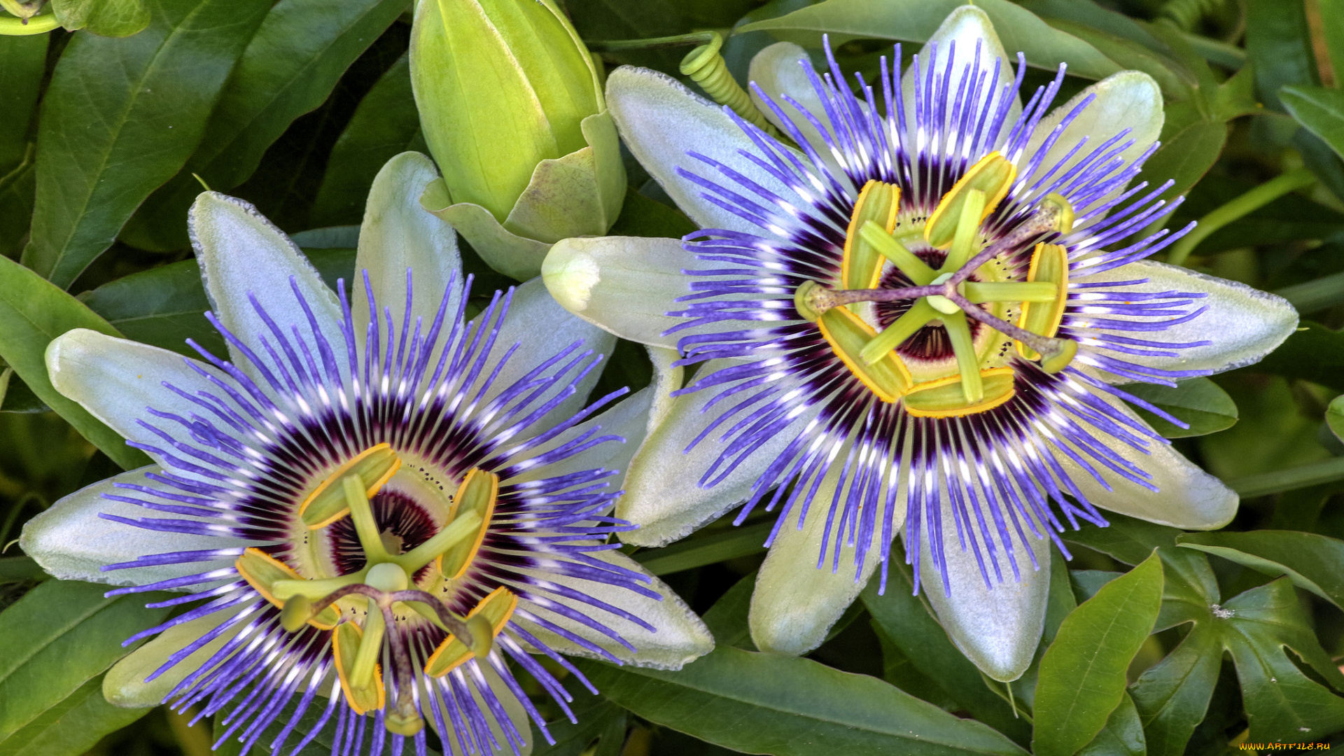 цветы, пассифлора, цветение