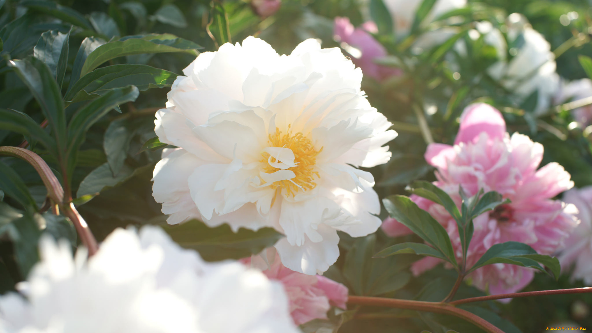 цветы, пионы, лепестки, бутон, пион, цветение, листья