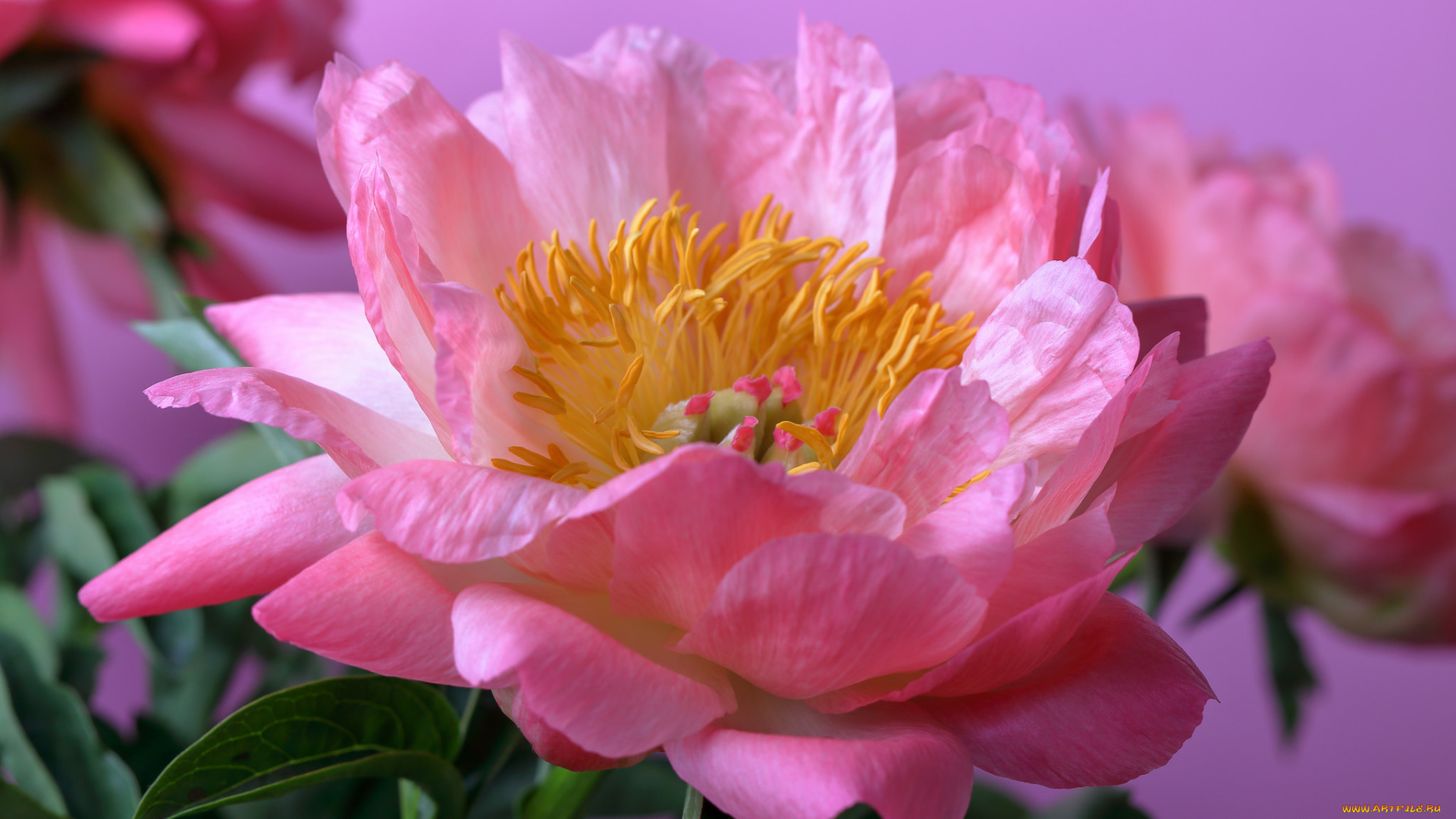 цветы, пионы, розовый, лепестки, бутон, пион, цветение