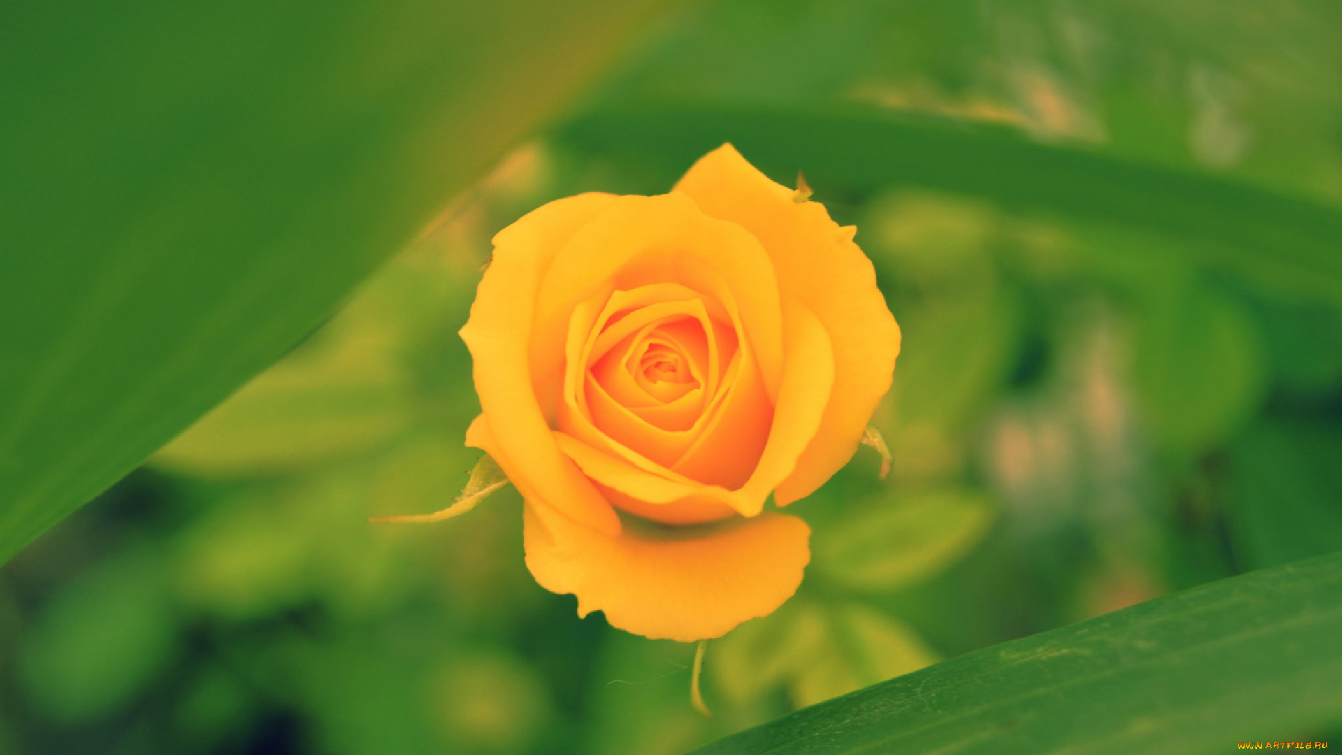 цветы, розы, боке, бутон, жёлтая, роза, макро