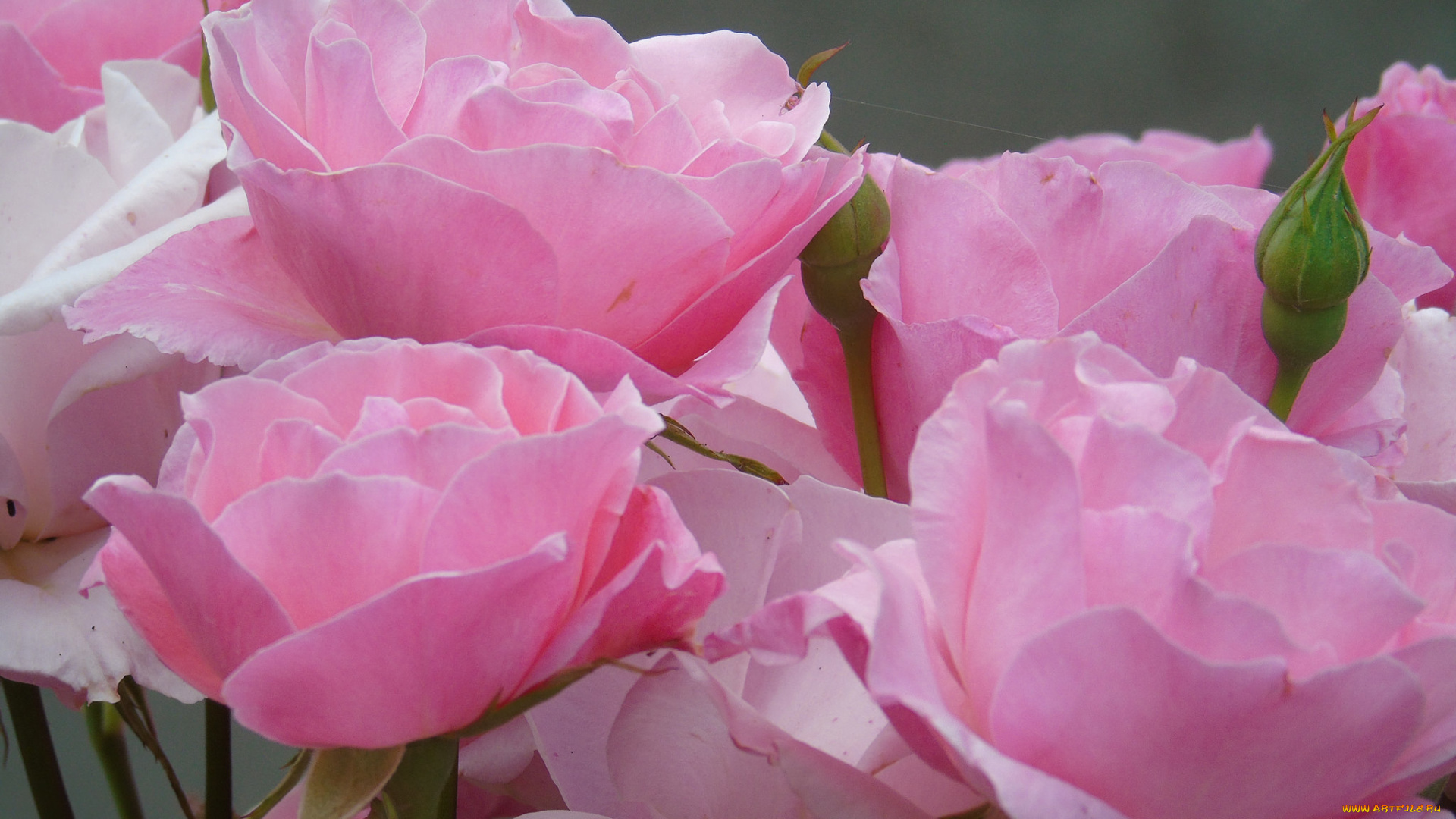 цветы, розы, rose, листья, лепестки, роза, бутон, blossoms, leaves, petals, bud, цветение