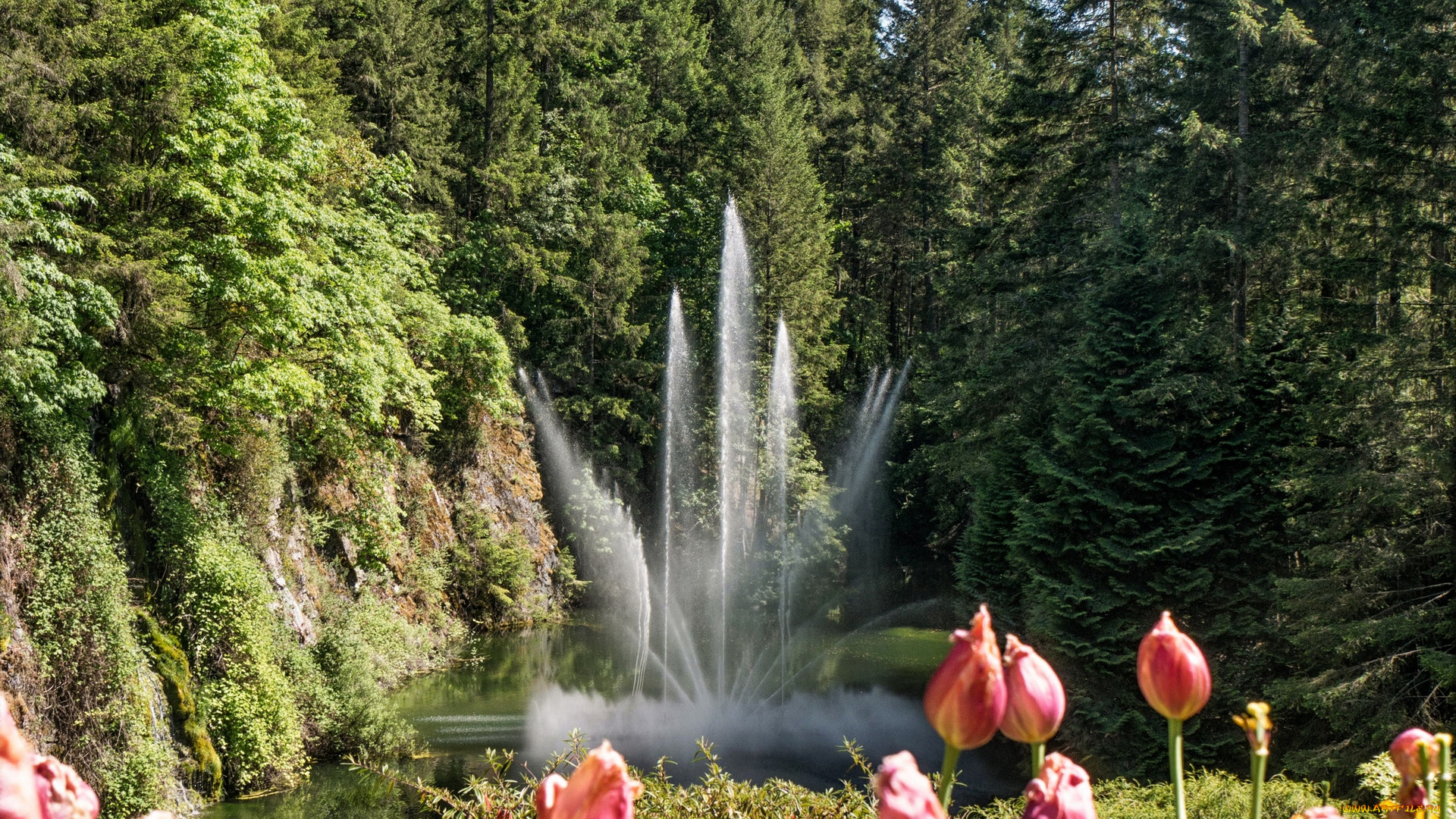 канада, природа, парк, тюльпаны, деревья