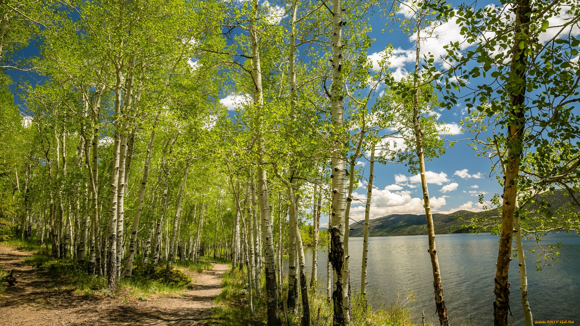 природа, реки, озера, облака, река, березы