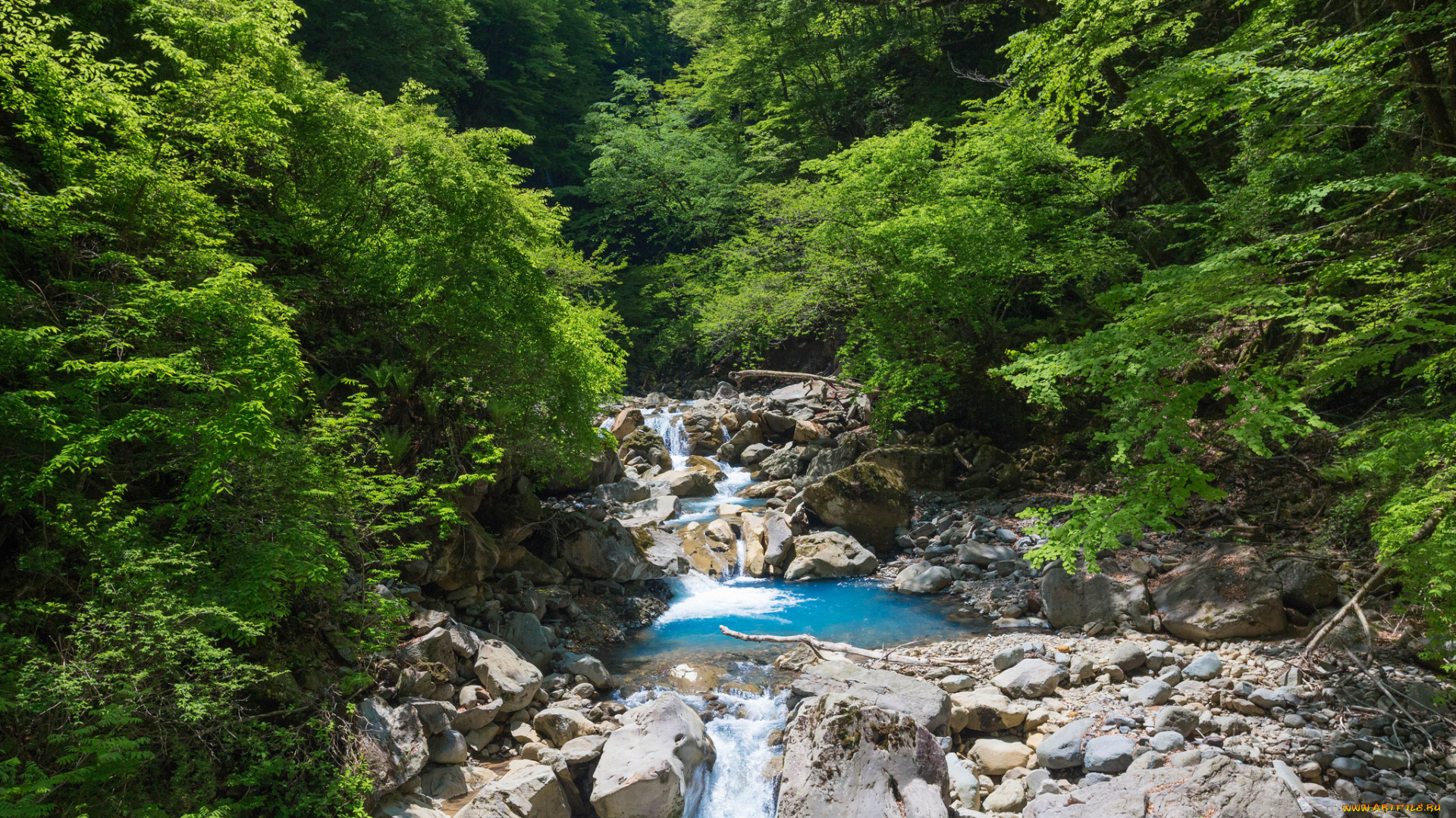 природа, реки, озера, река, лес