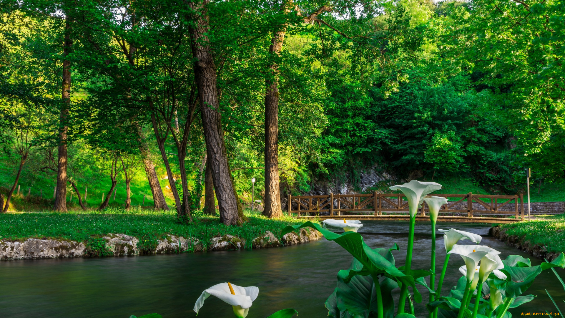 природа, реки, озера, река, лес