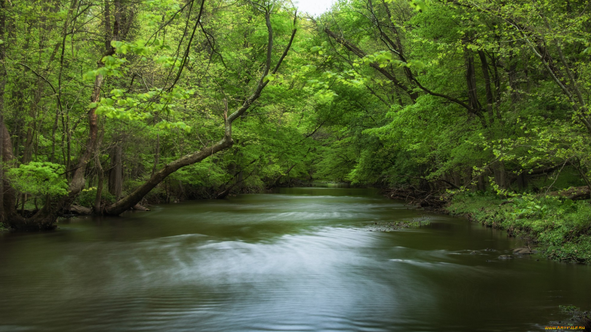 природа, реки, озера, река, лес