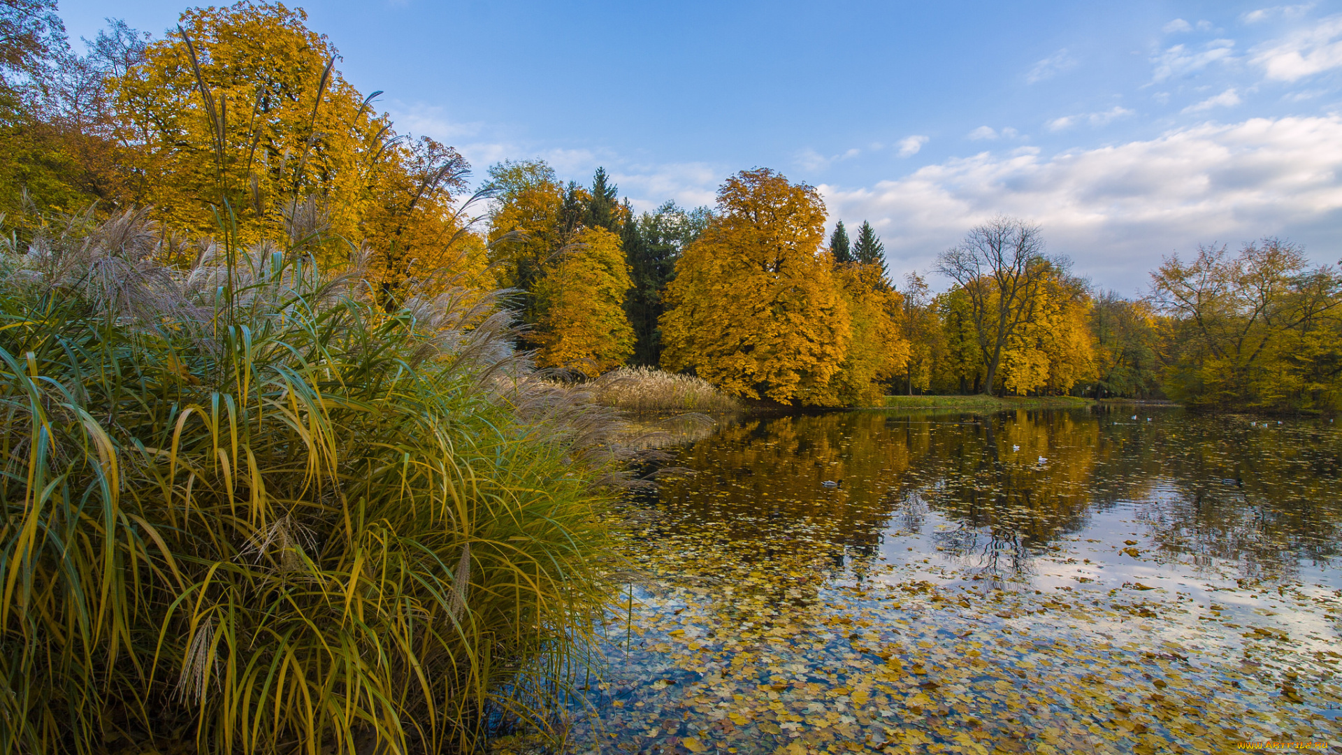 природа, реки, озера, река, лес