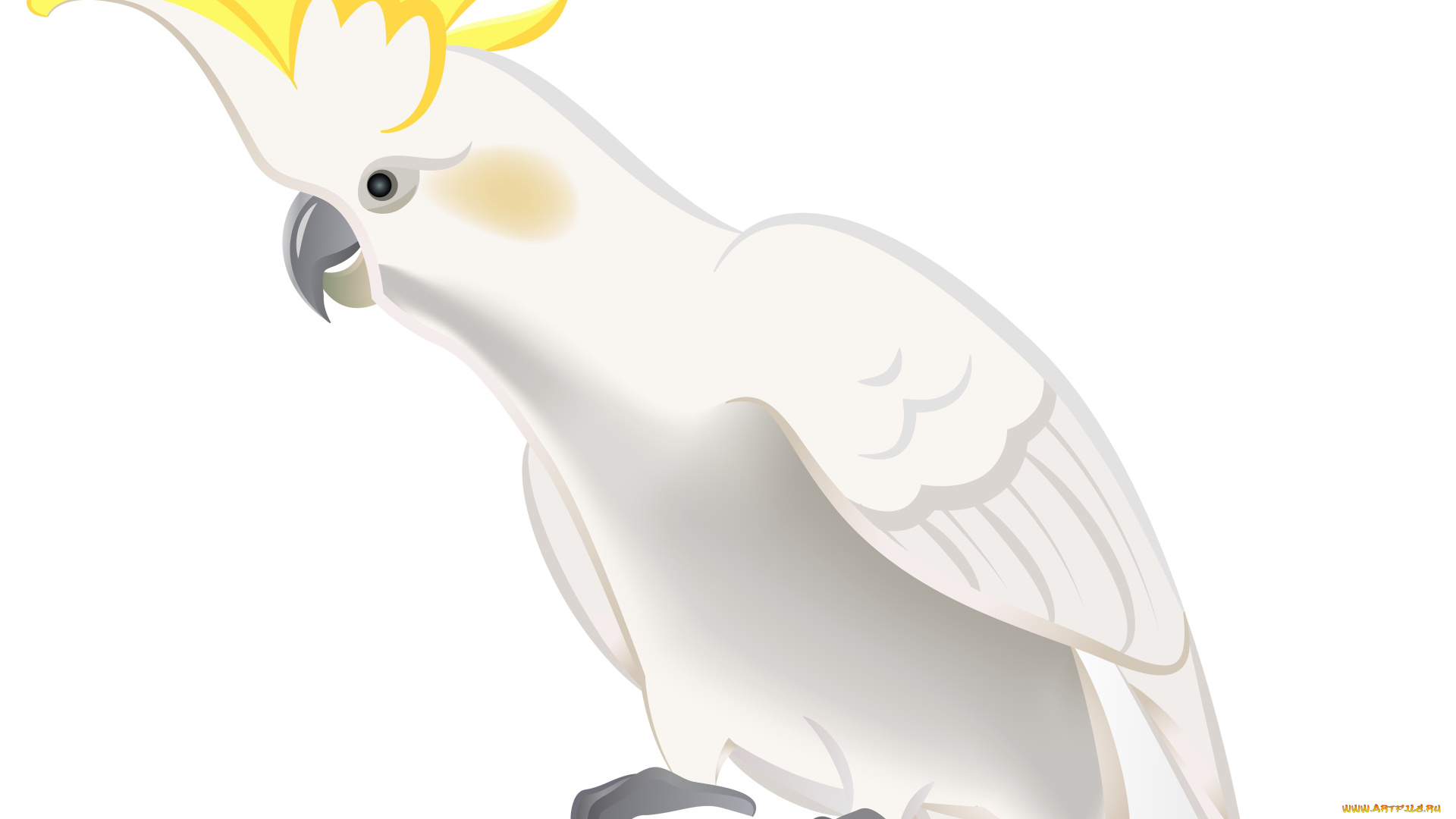 векторная, графика, животные, , animals, попугай, фон