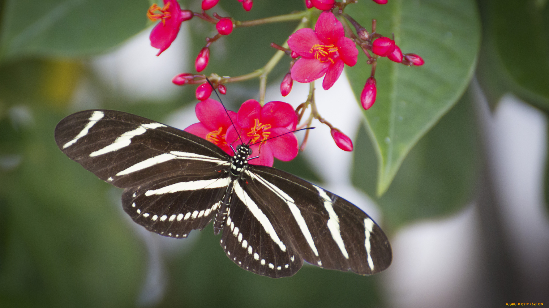 животные, бабочки, , мотыльки, , моли, бабочка, butterfly, расцветка, яркость, colors, brightness
