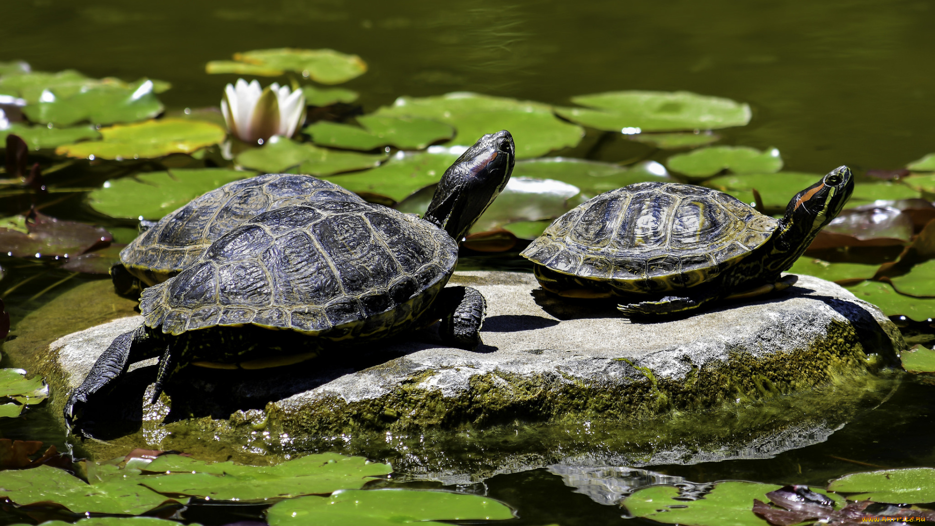 животные, Черепахи, вода, листья, черепаха