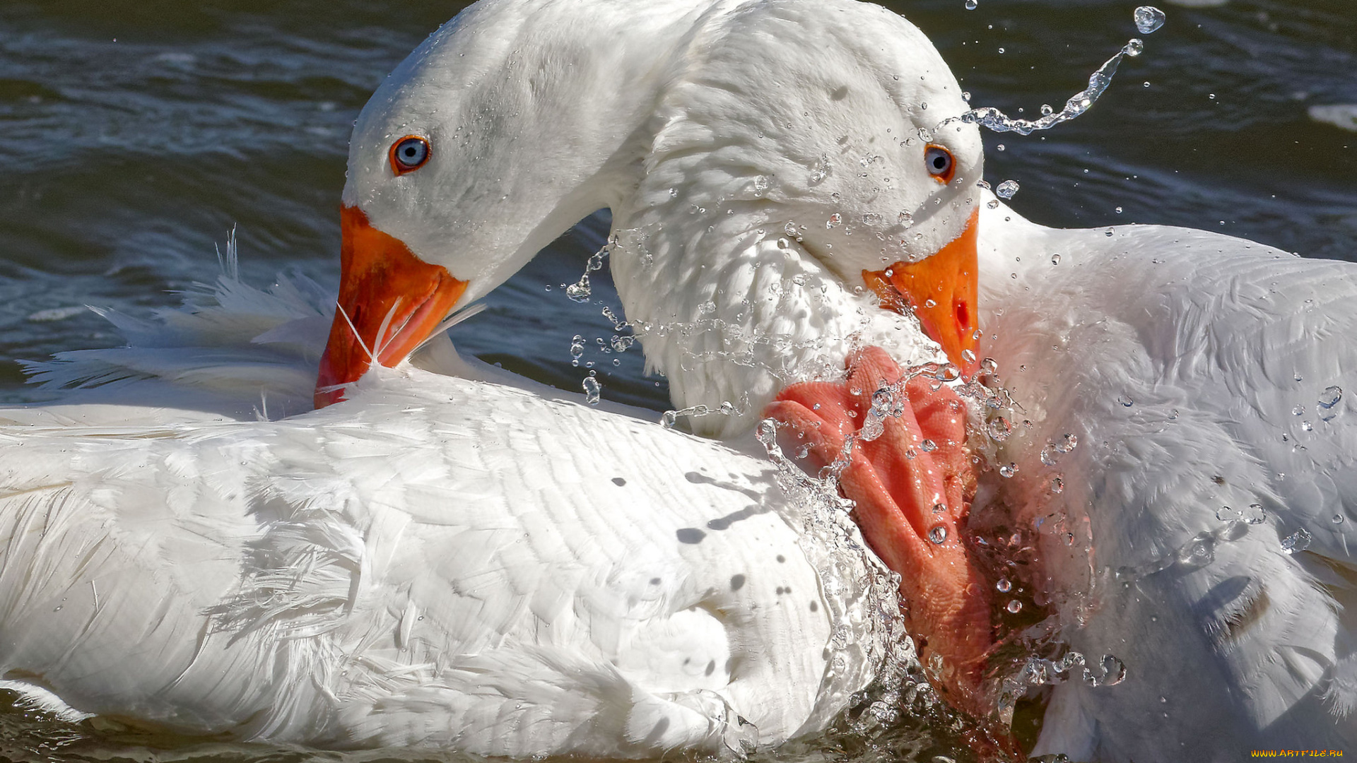животные, гуси, белые, вода, капли, птица