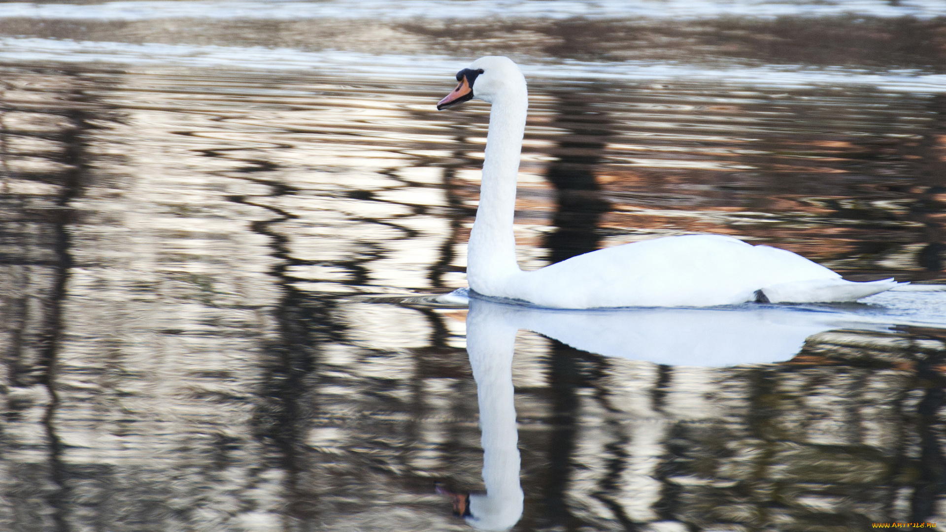 животные, лебеди, лебедь, белый, перья, вода