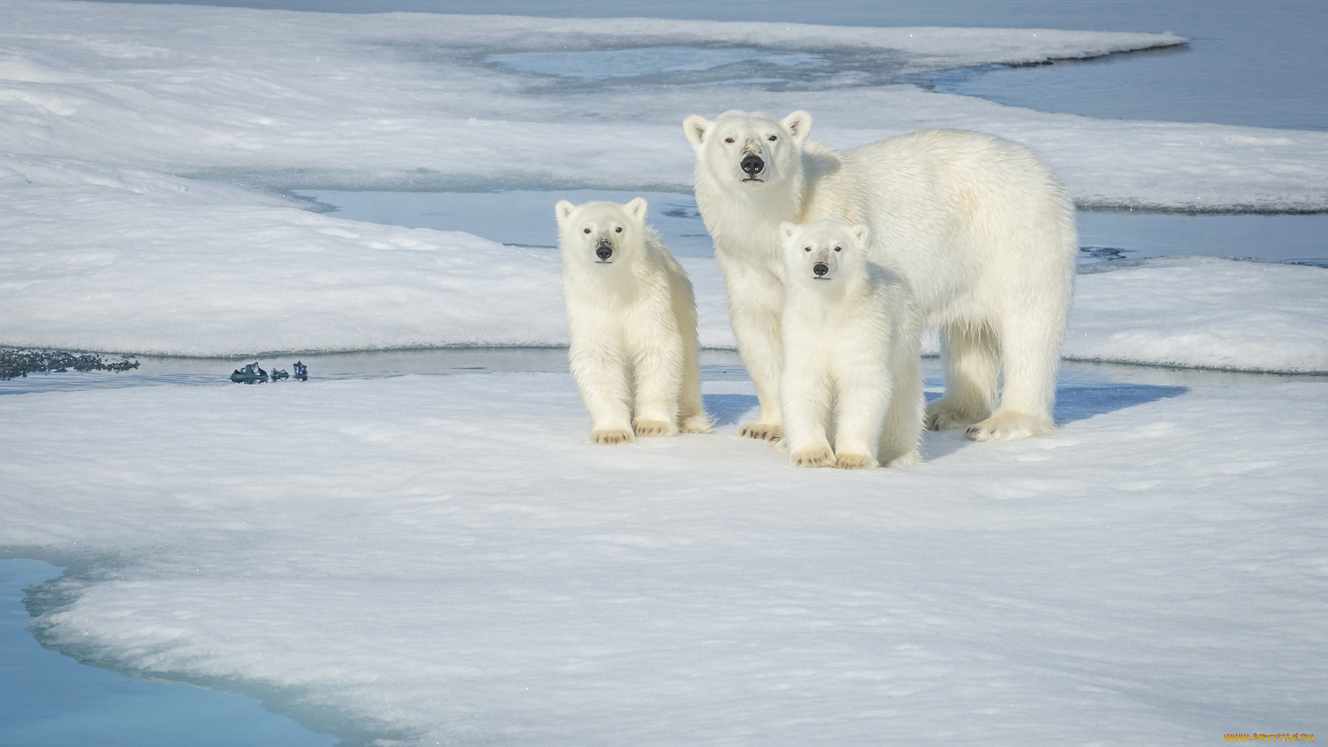 животные, медведи, снег, семья, белый