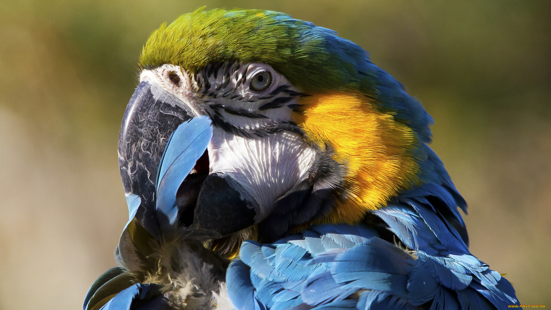 животные, попугаи, птица, окрас, перья, попугай