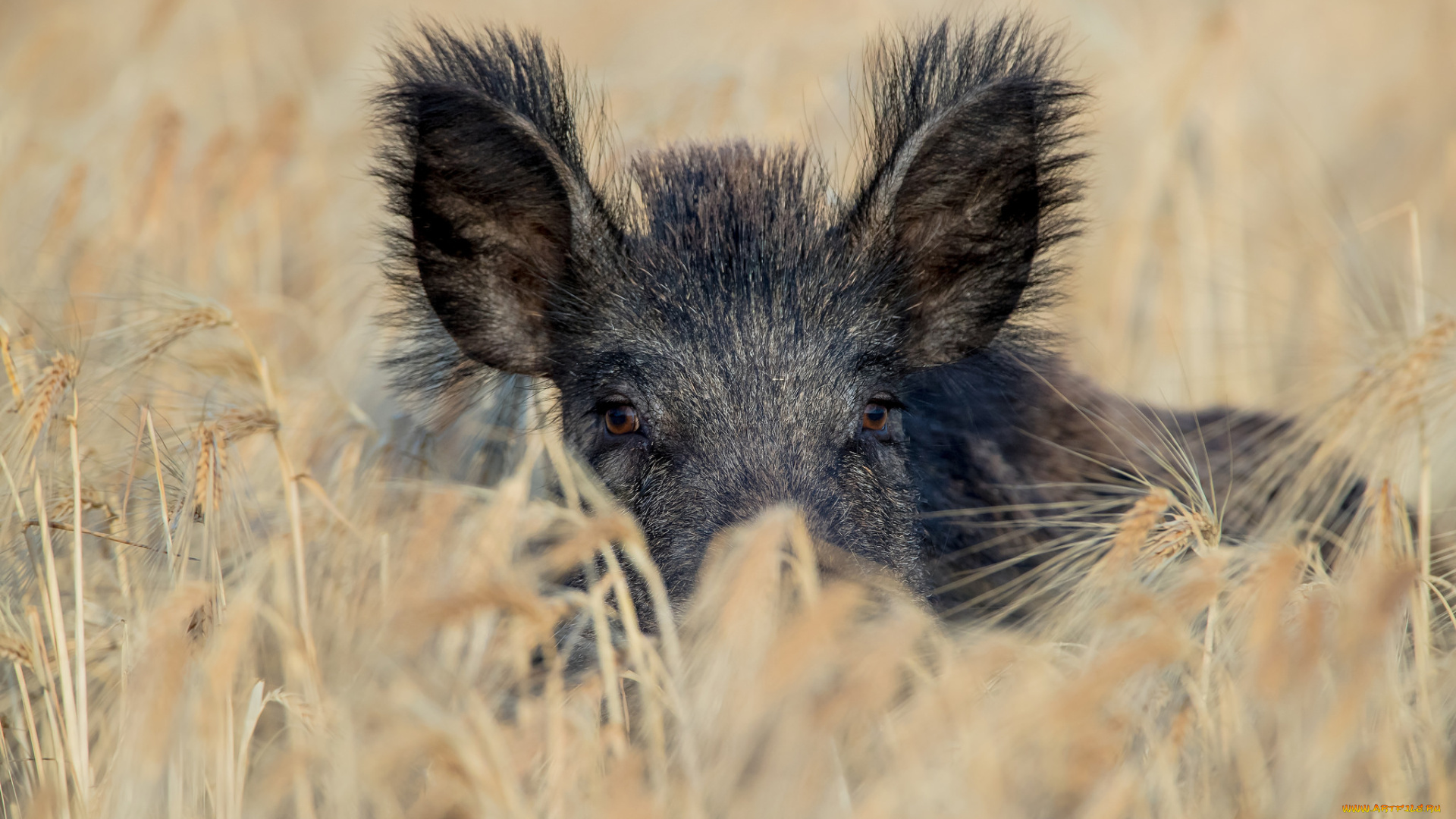 животные, свиньи, , кабаны, хрюша, пшеница, черный