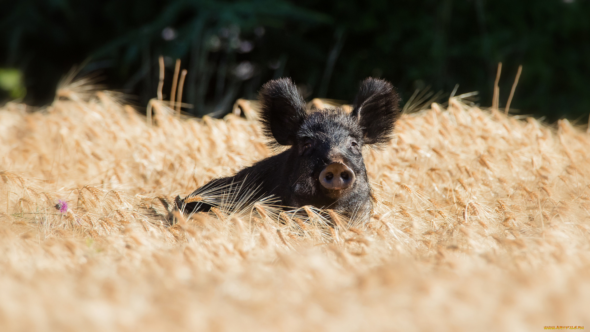 животные, свиньи, , кабаны, пшеница, хрюша, черный