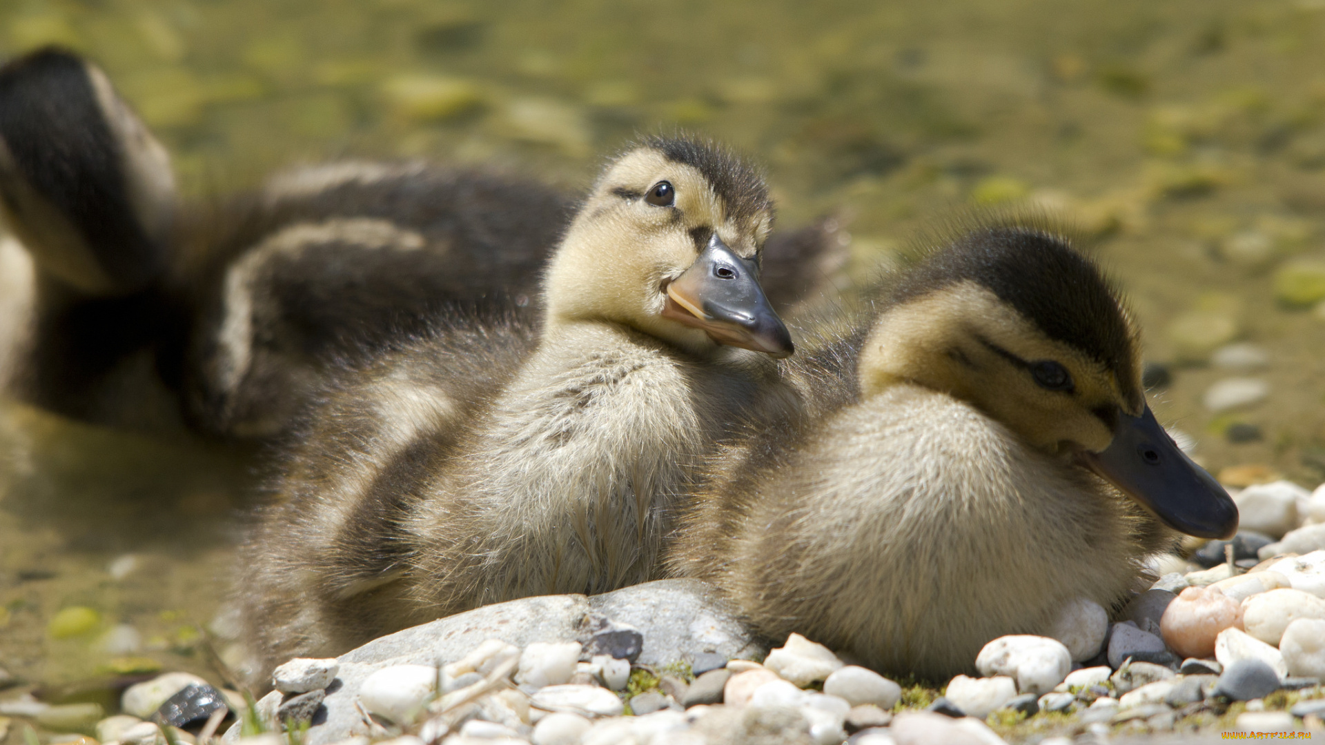 животные, утки, птица, детки, малыши