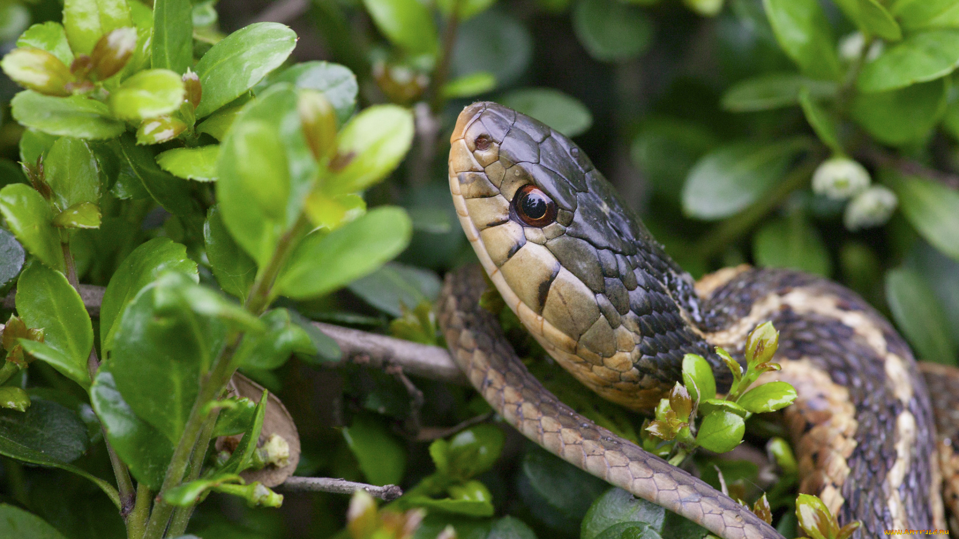 животные, змеи, , питоны, , кобры, листья, ветка, змея