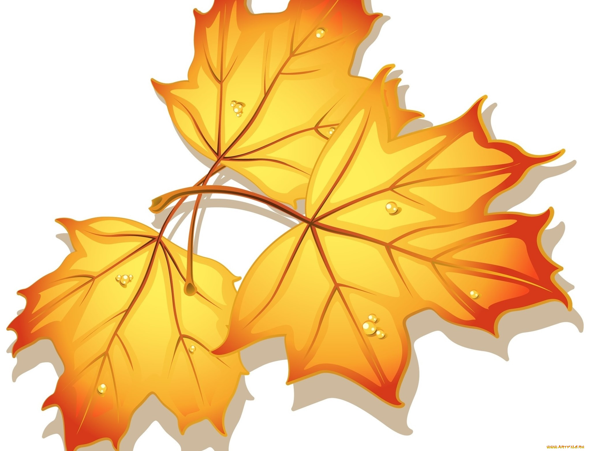 векторная, графика, природа, , nature, клен, фон, листья